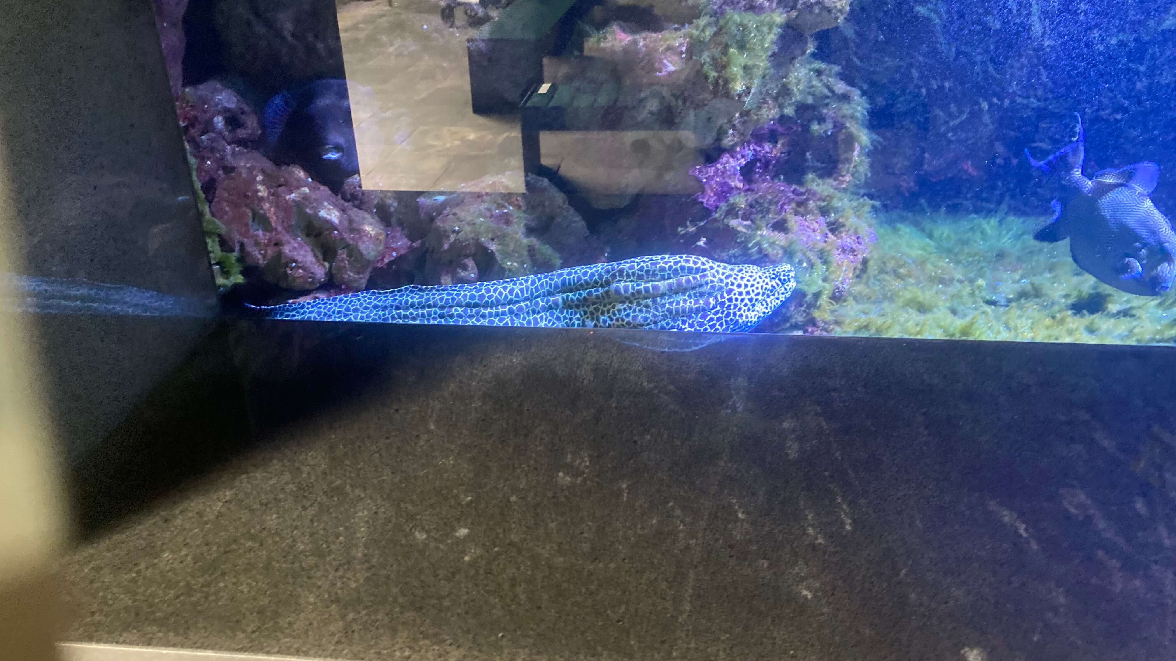 A Fish