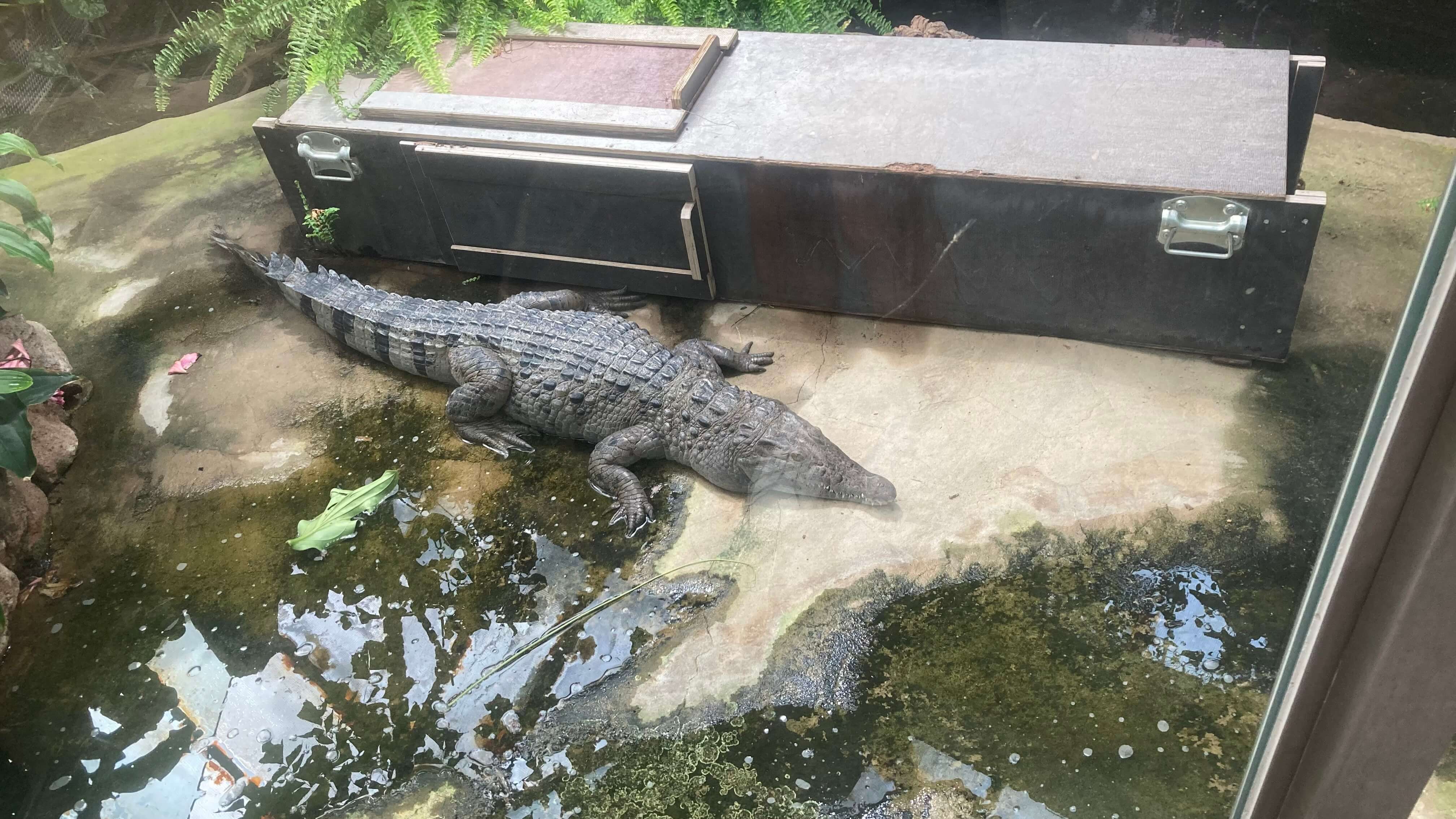 A Crocodile