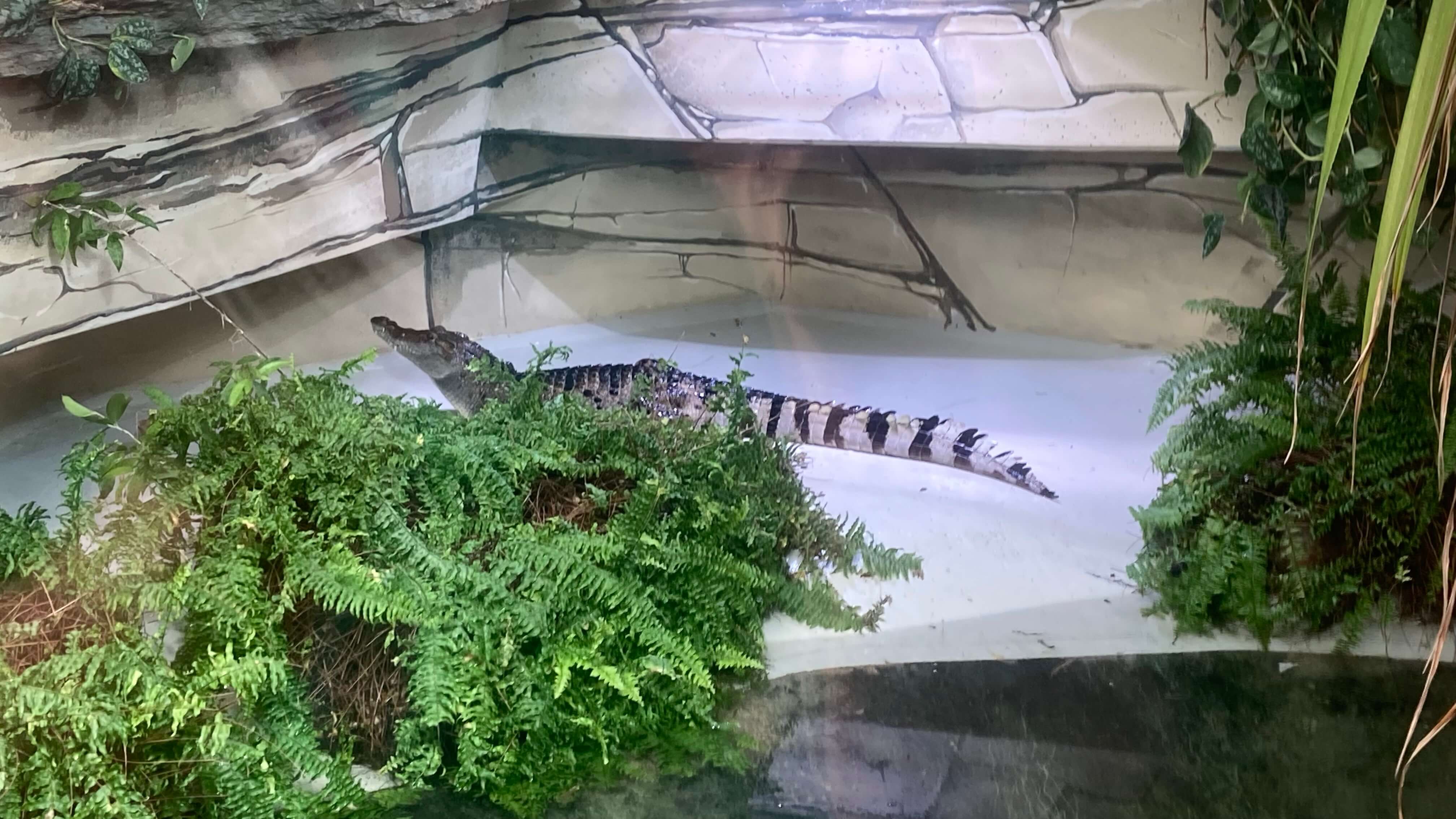 An Alligator