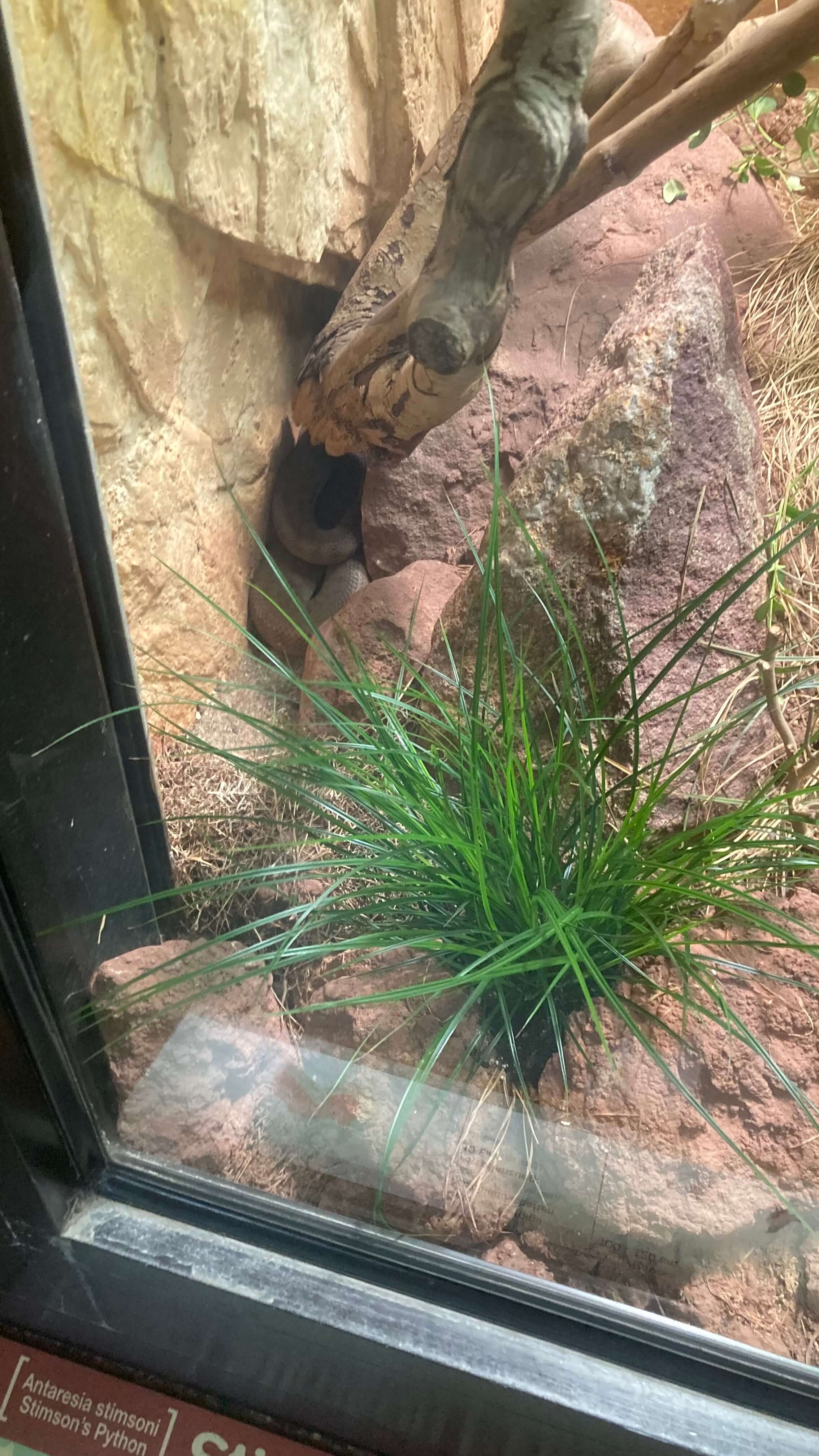 A Snake