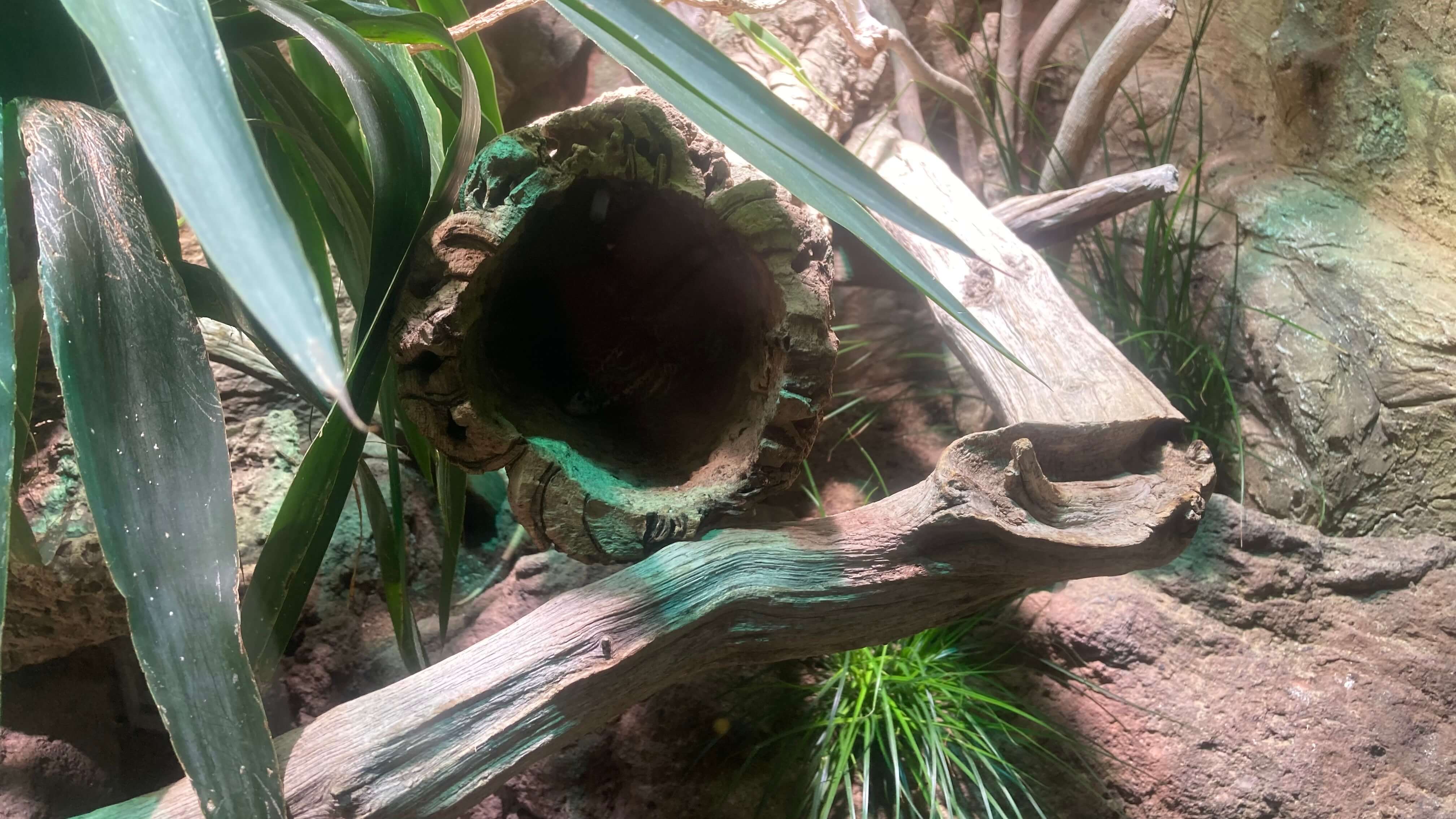 A Snake