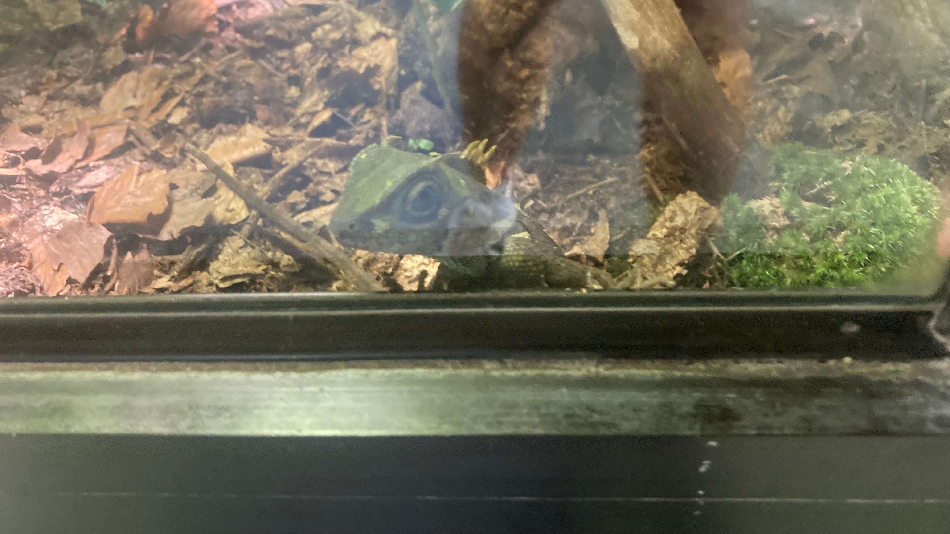 A Lizard
