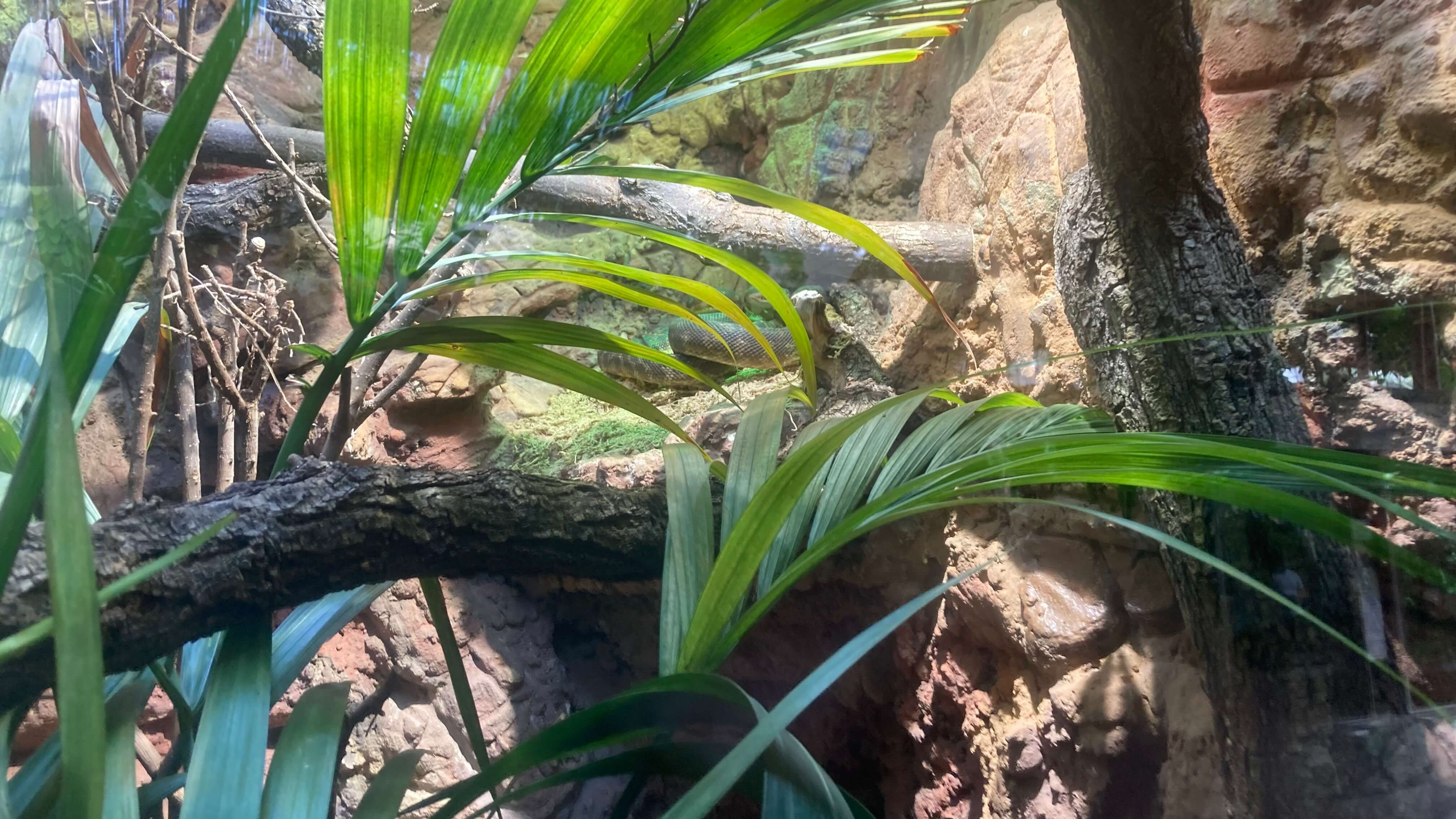 A Snake