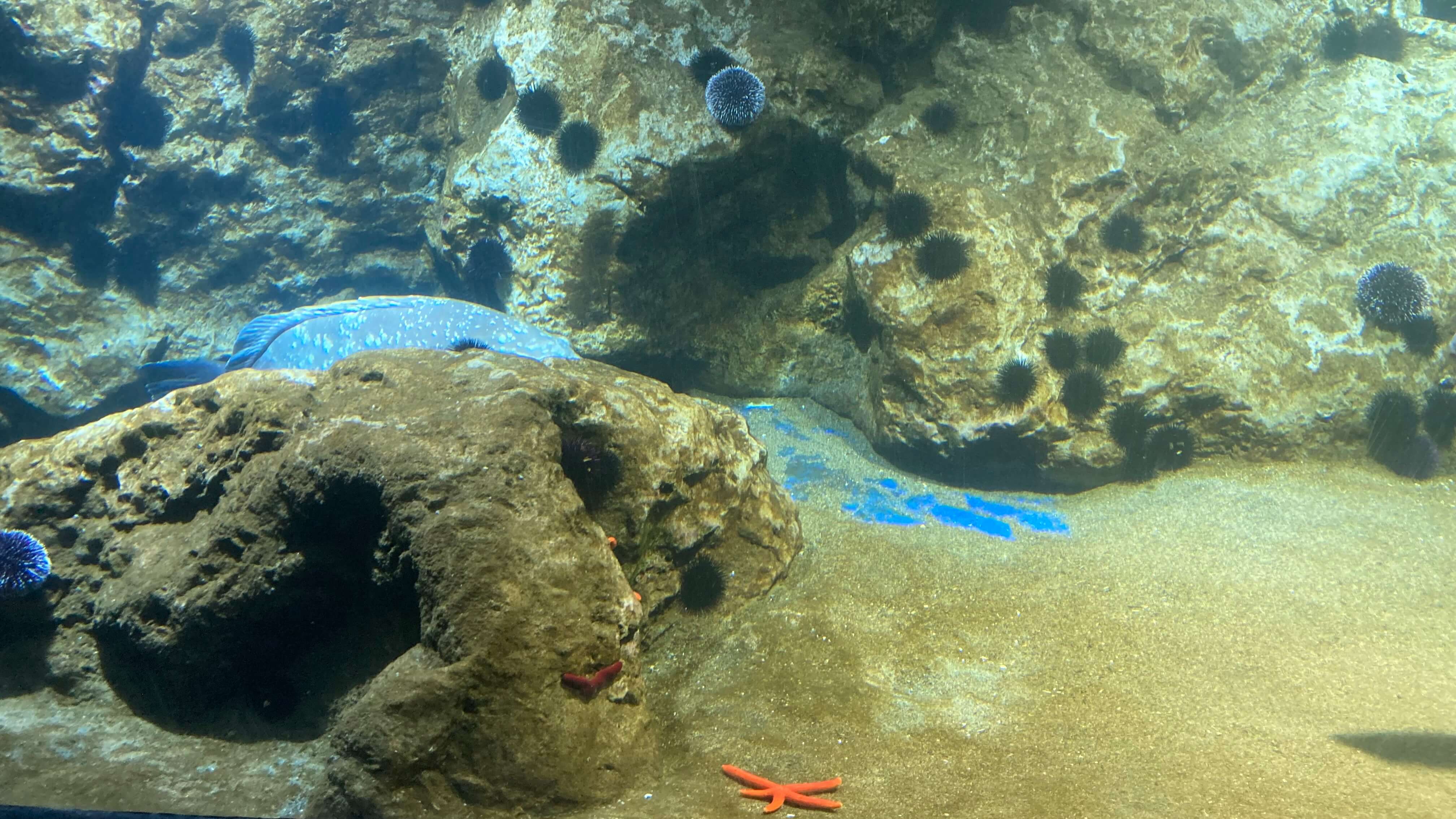 A Fish