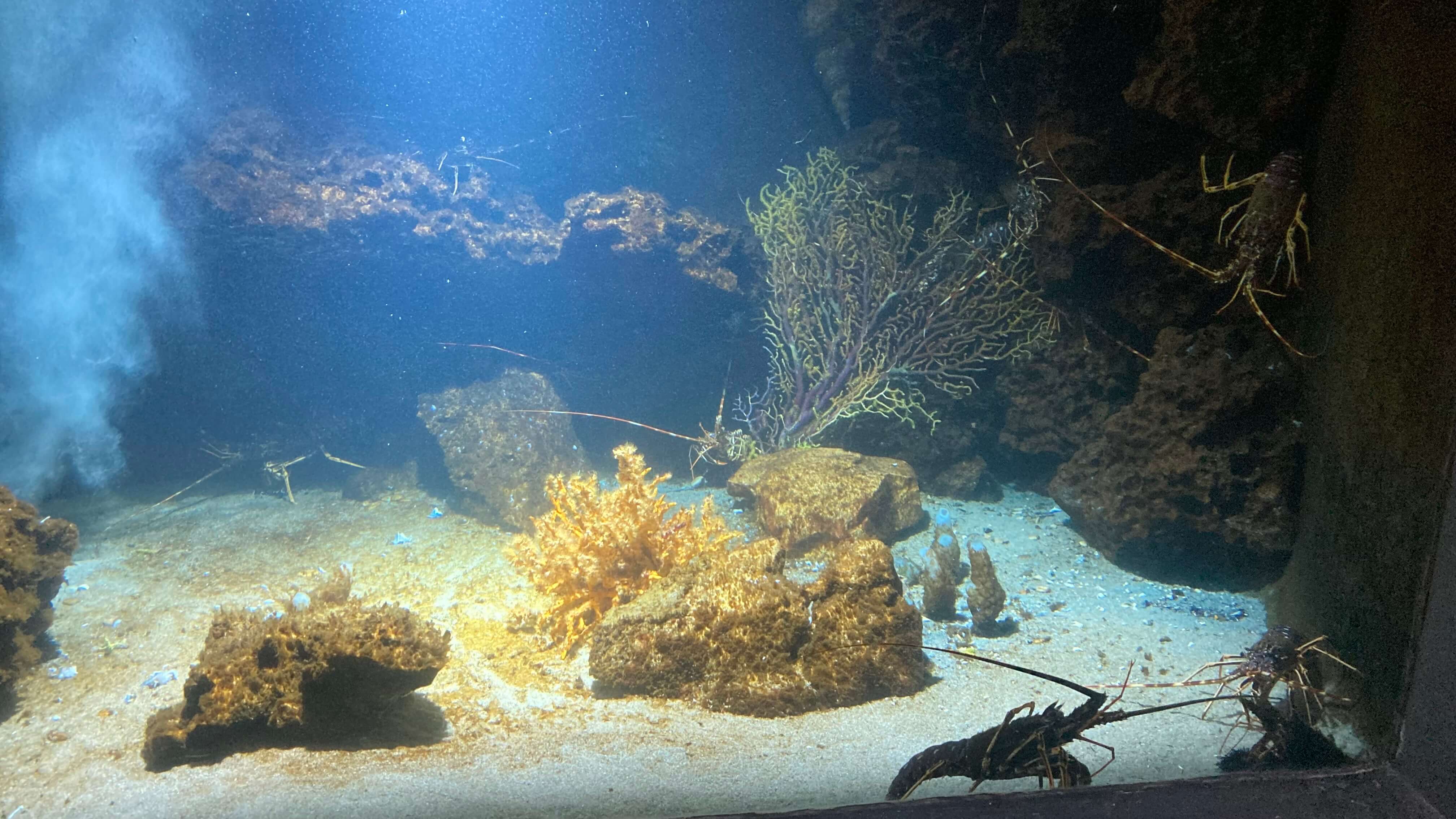 A Crustacean