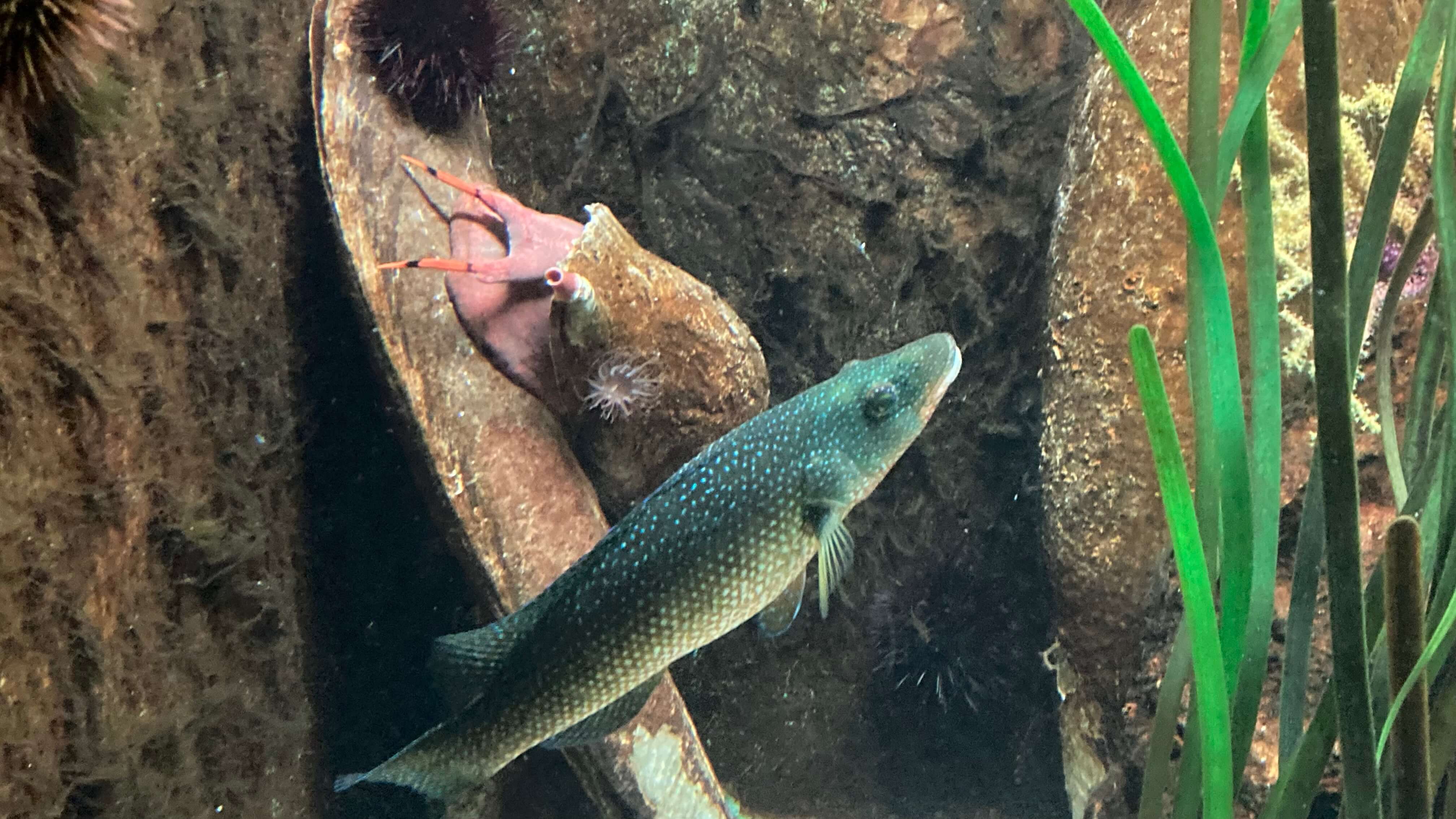 A Fish and Sea Snail