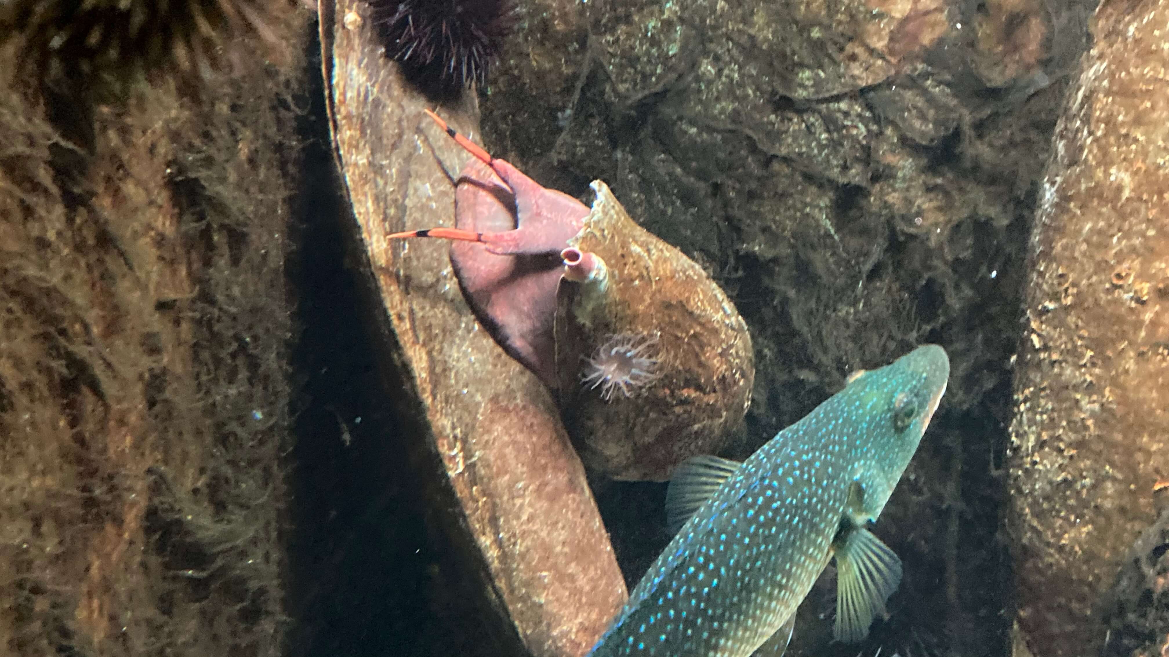 A Fish and Sea Snail