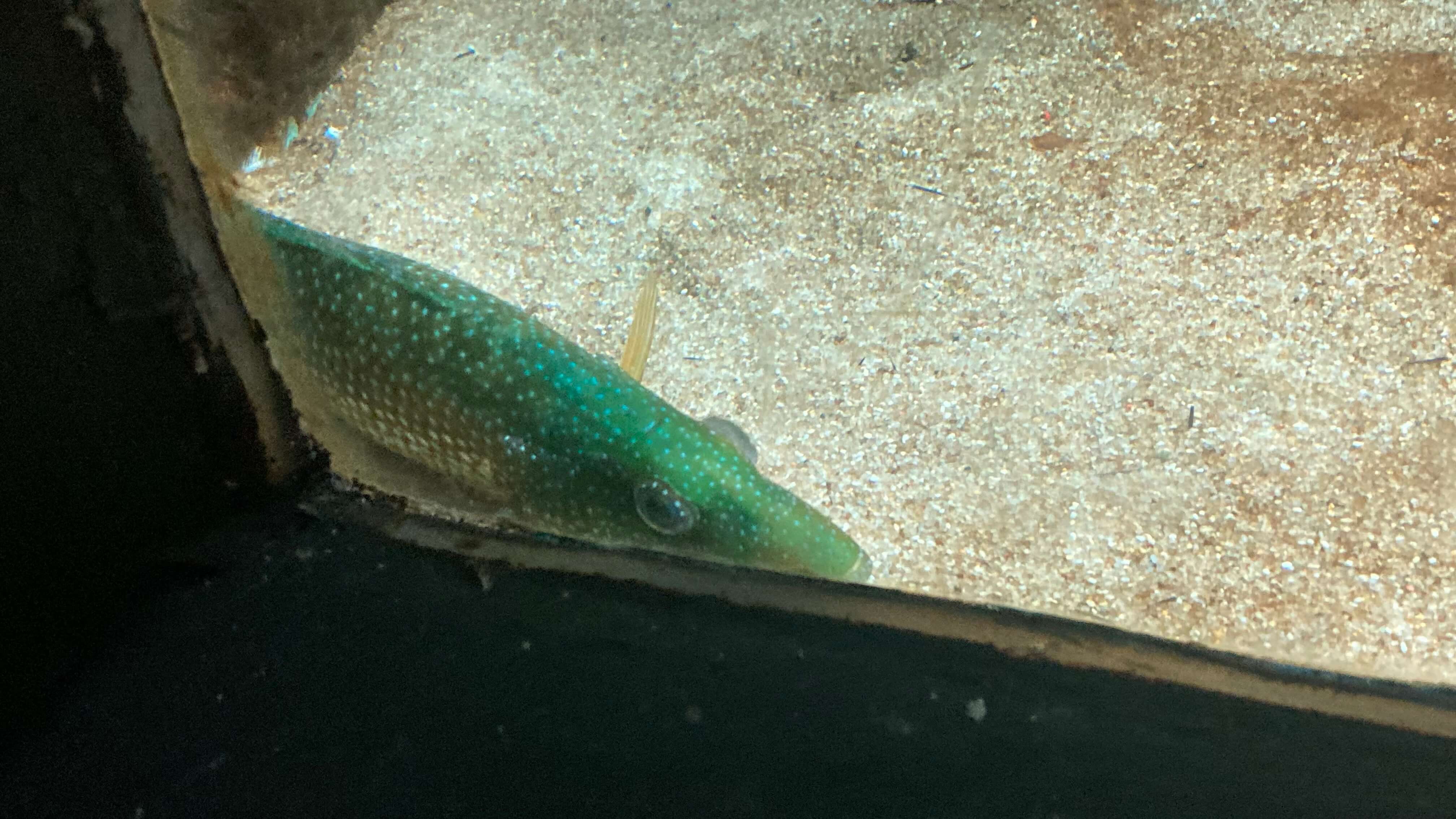 A Fish