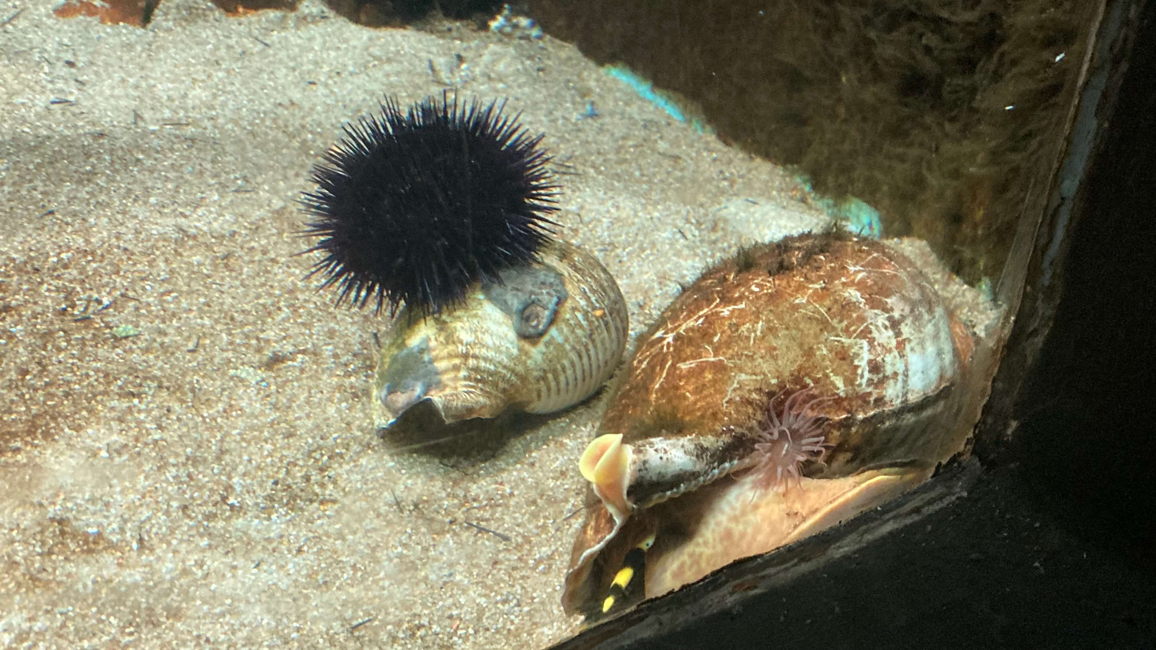 Sea Snails and Black Sea Urchin