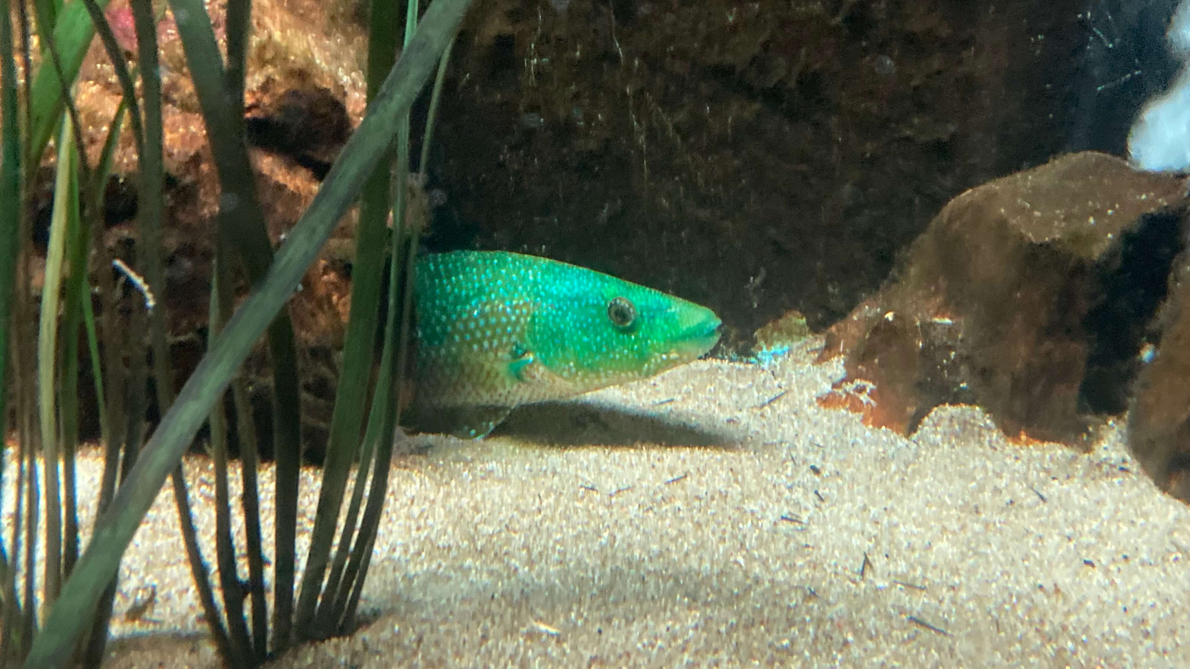 A Fish