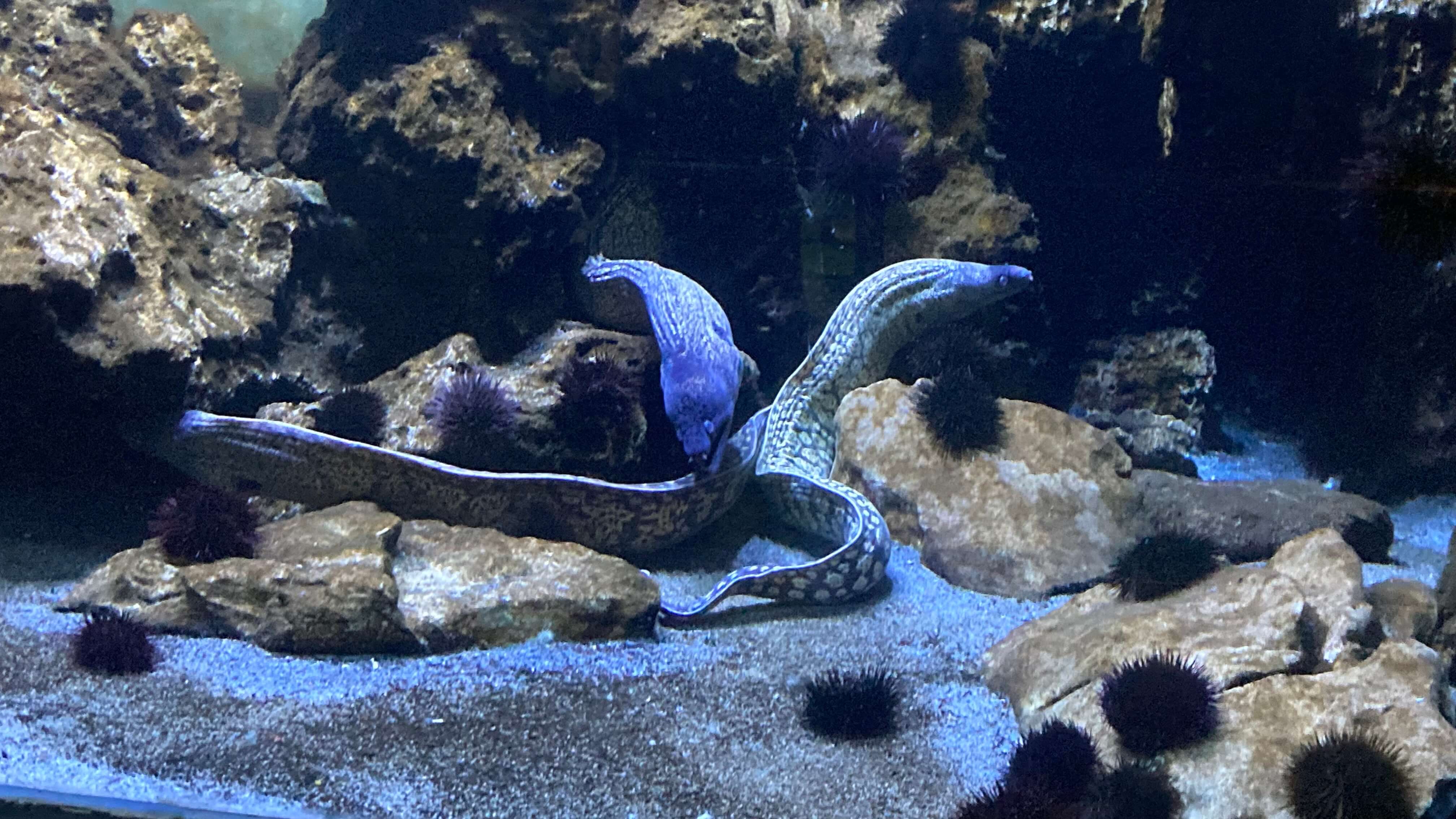 An Eel