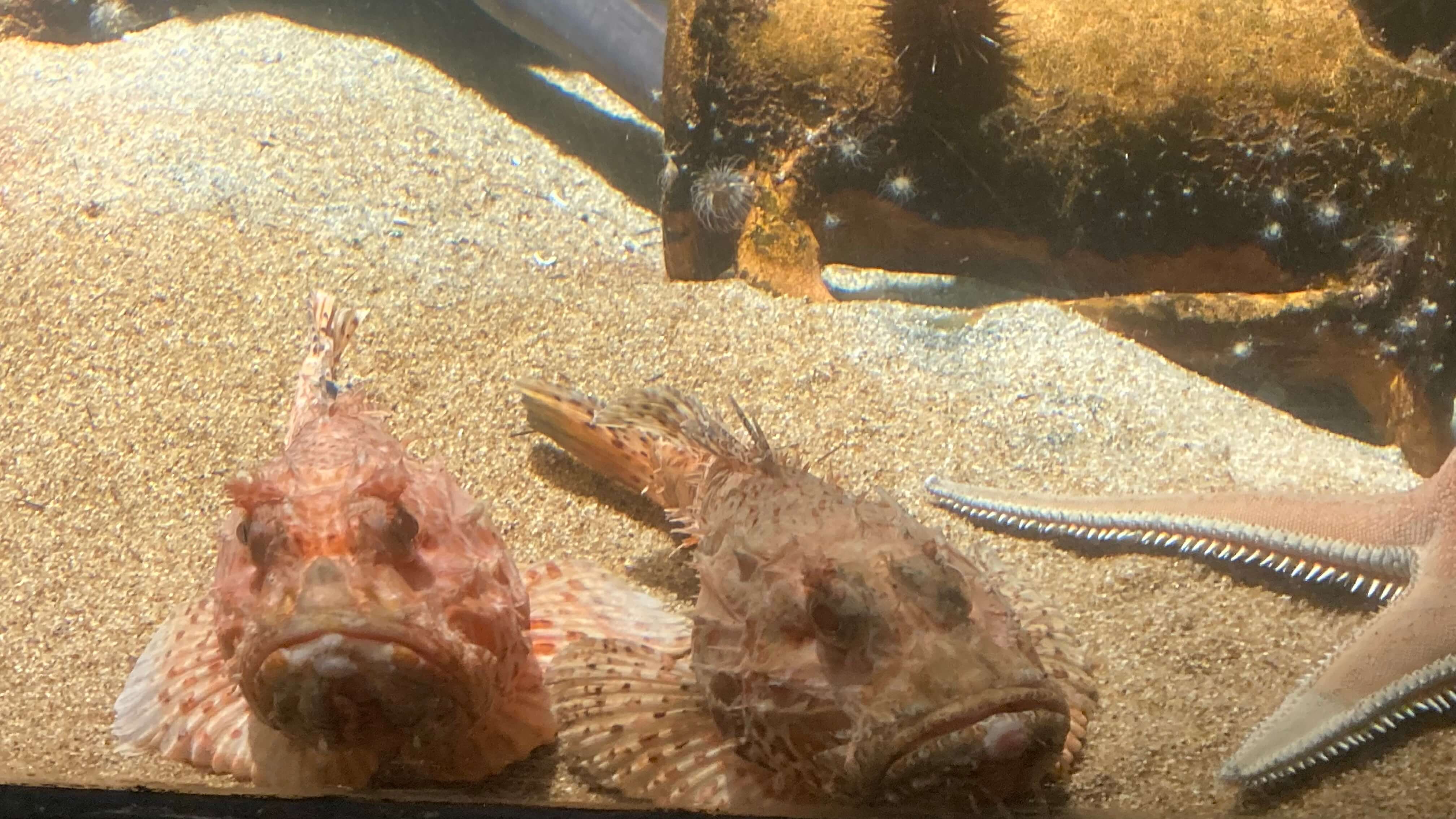 Two Scorpionfish and a Starfish