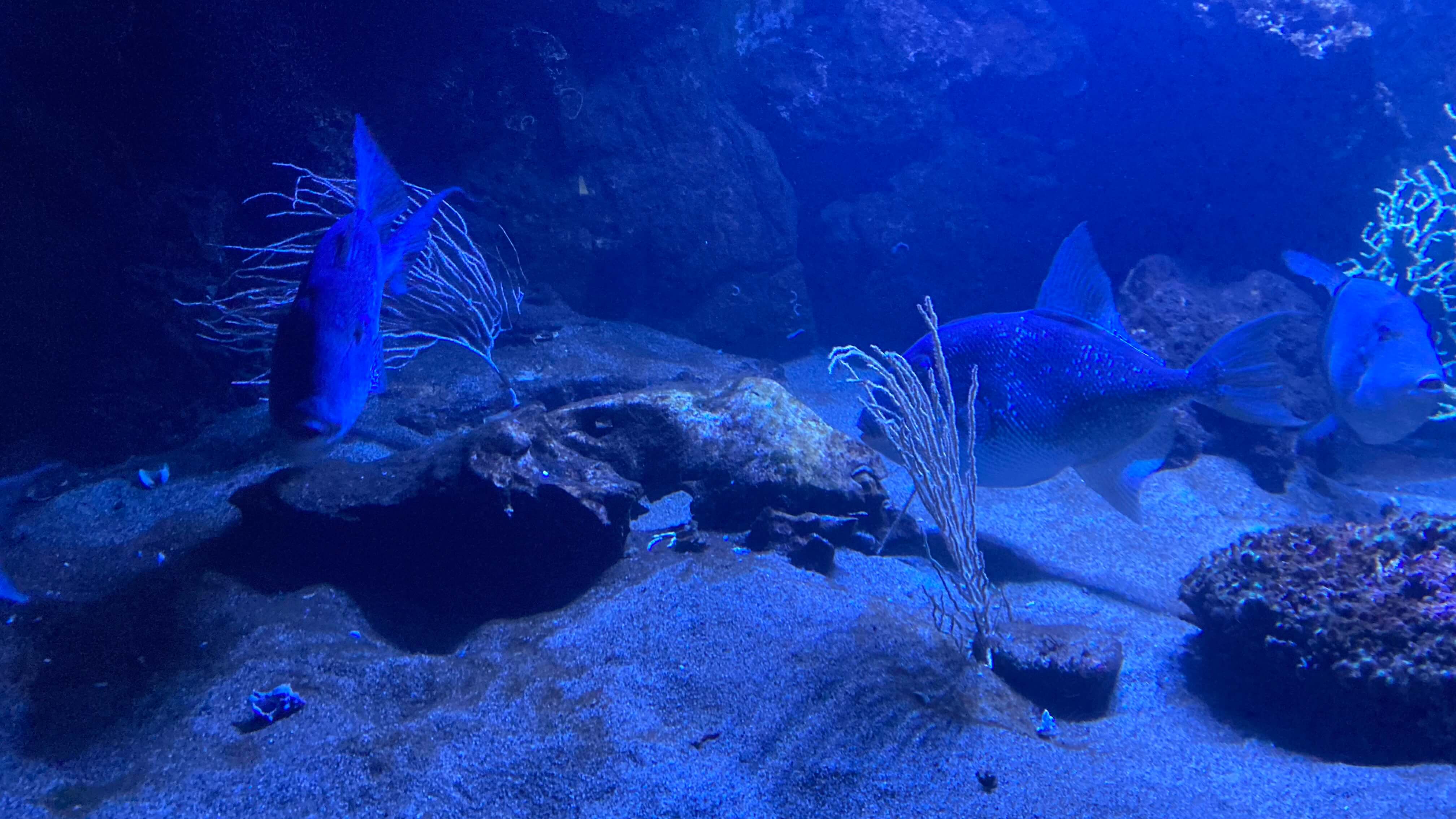 Fish
