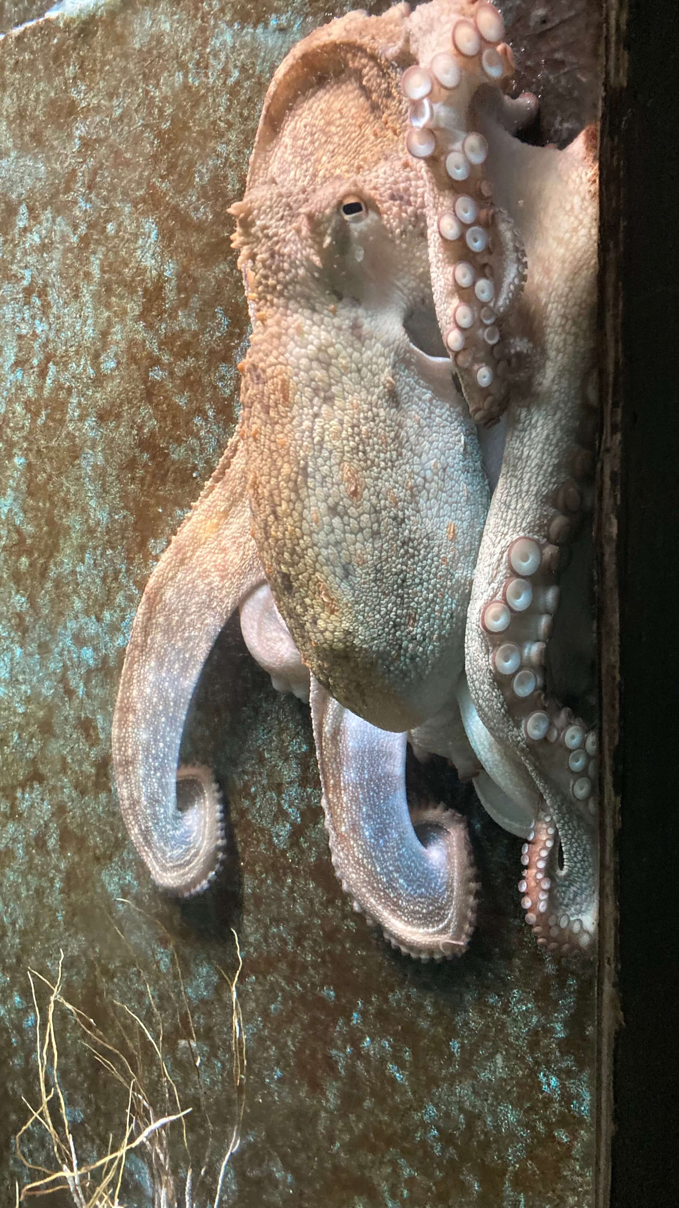 Octopus