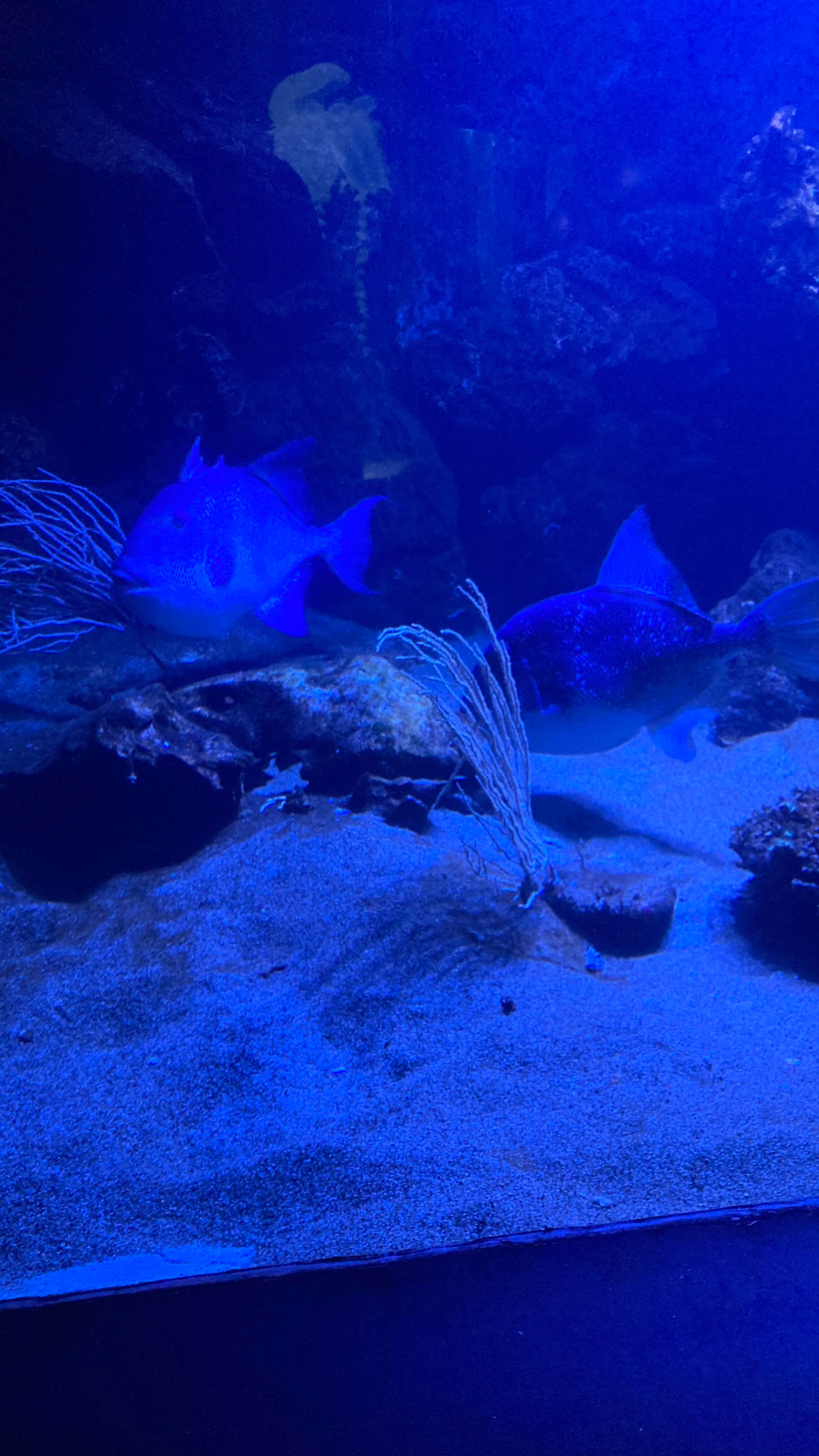 Fish