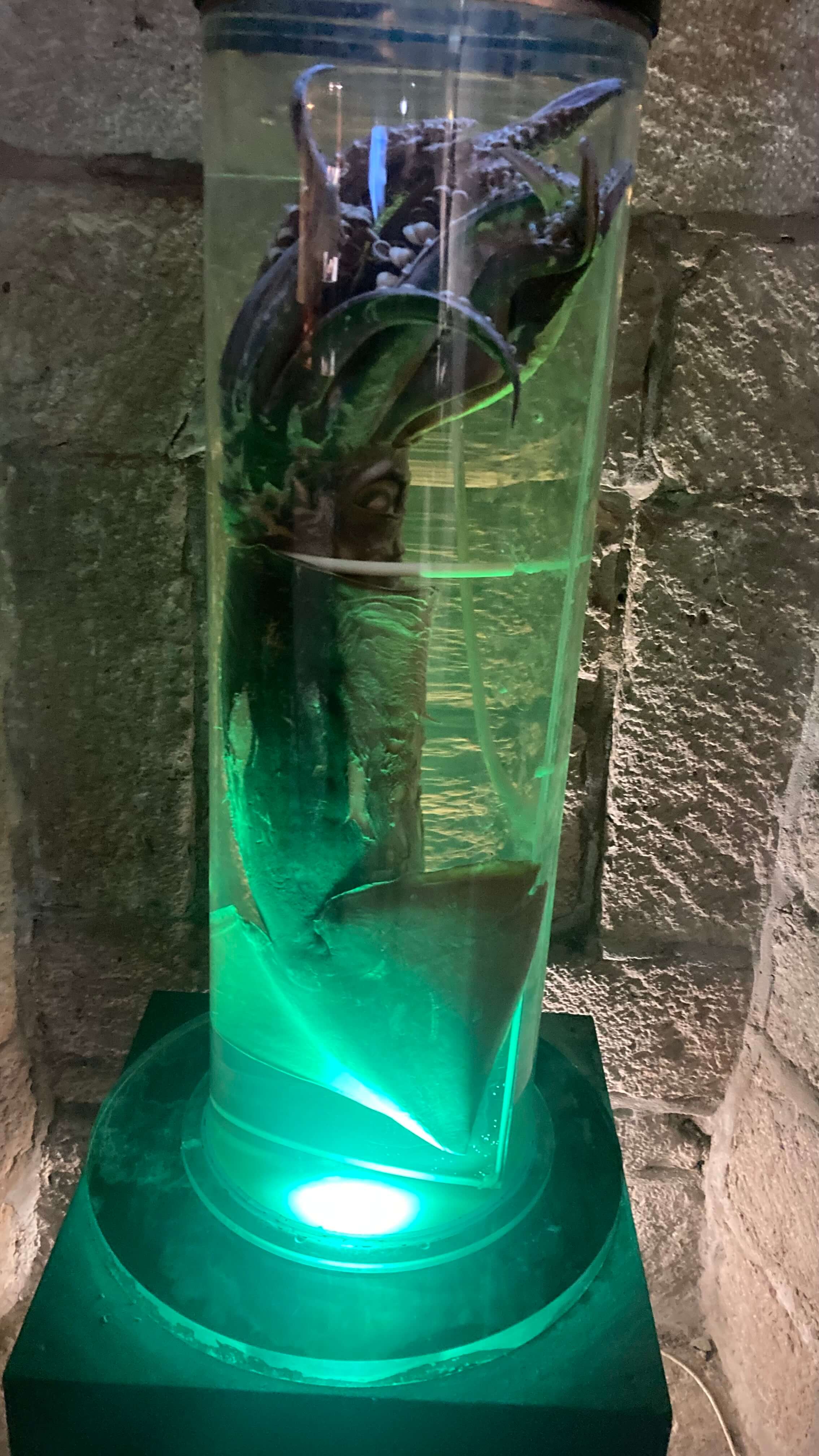 Giant Squid