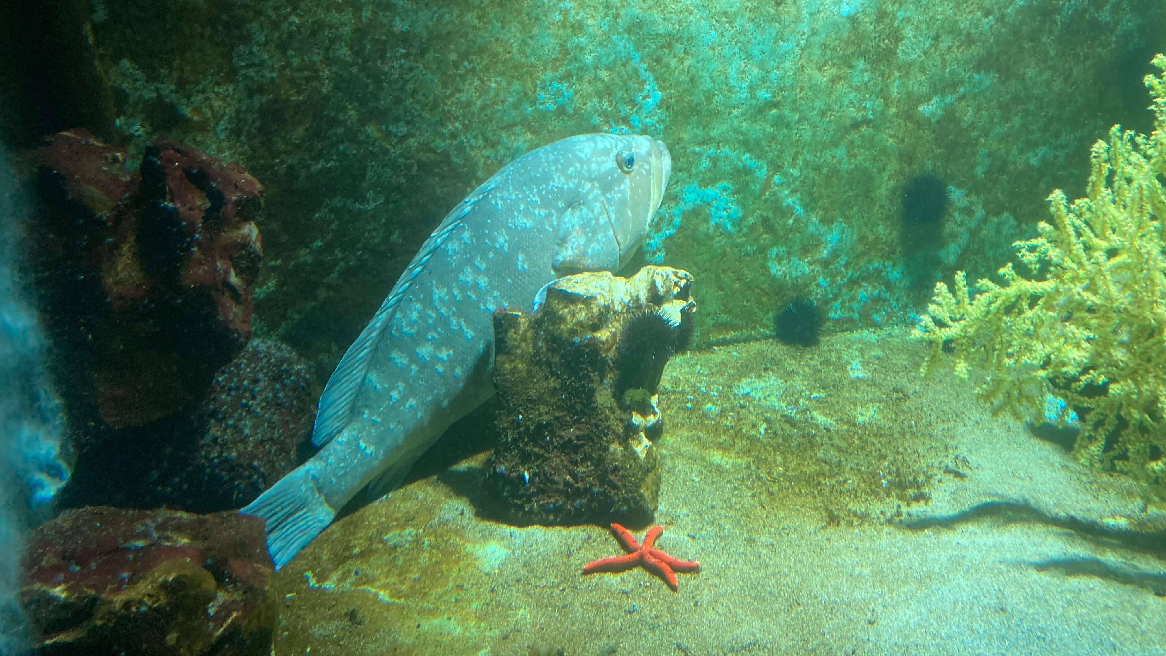 A Fish