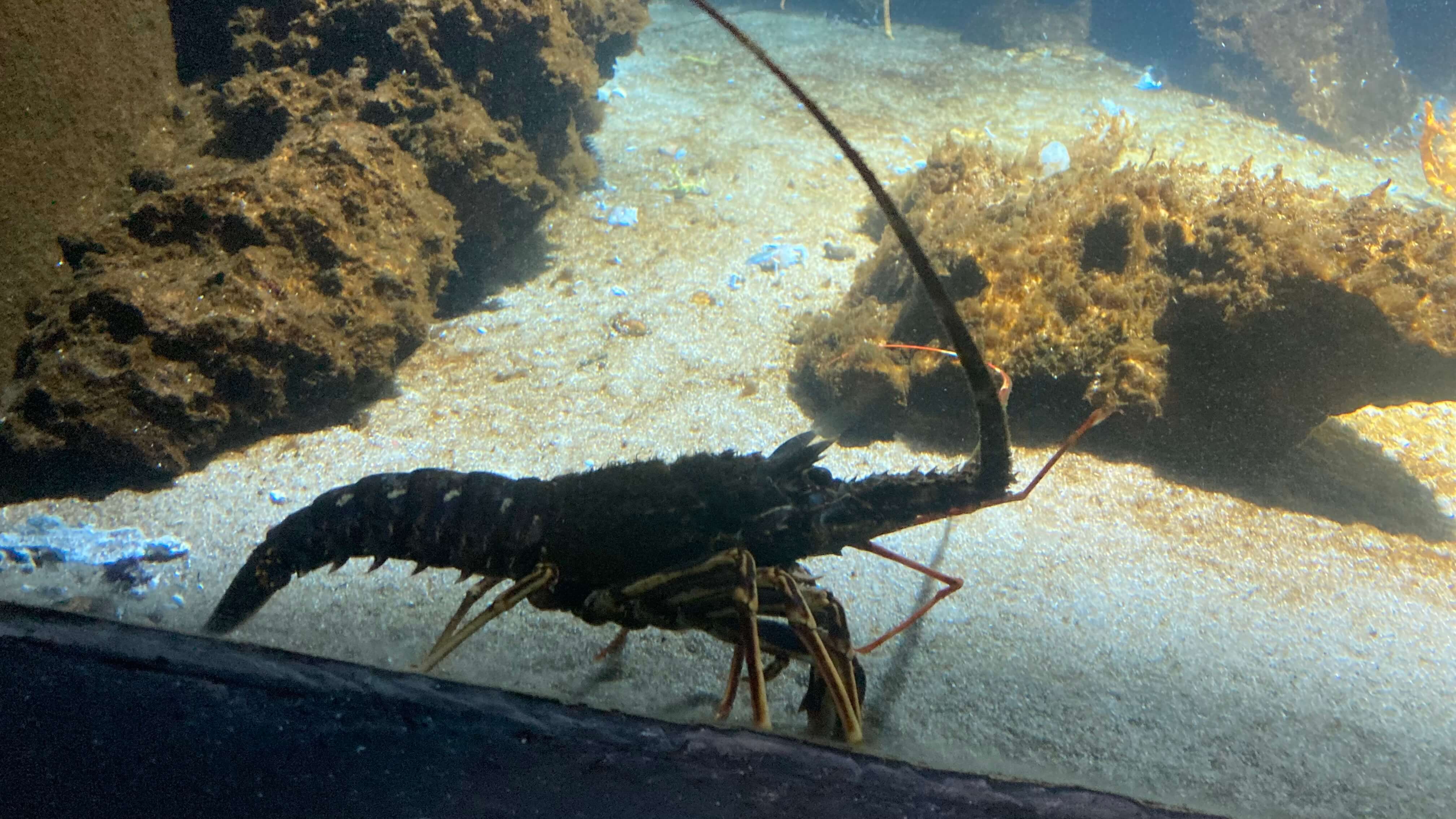 A Crustacean