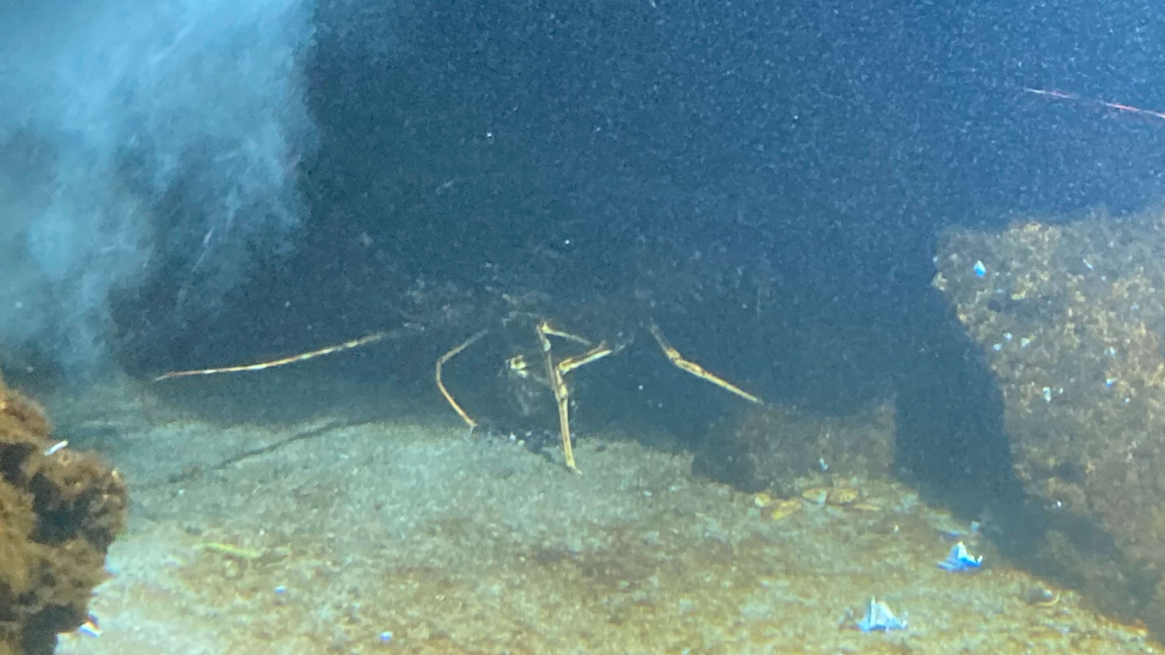 A Crustacean