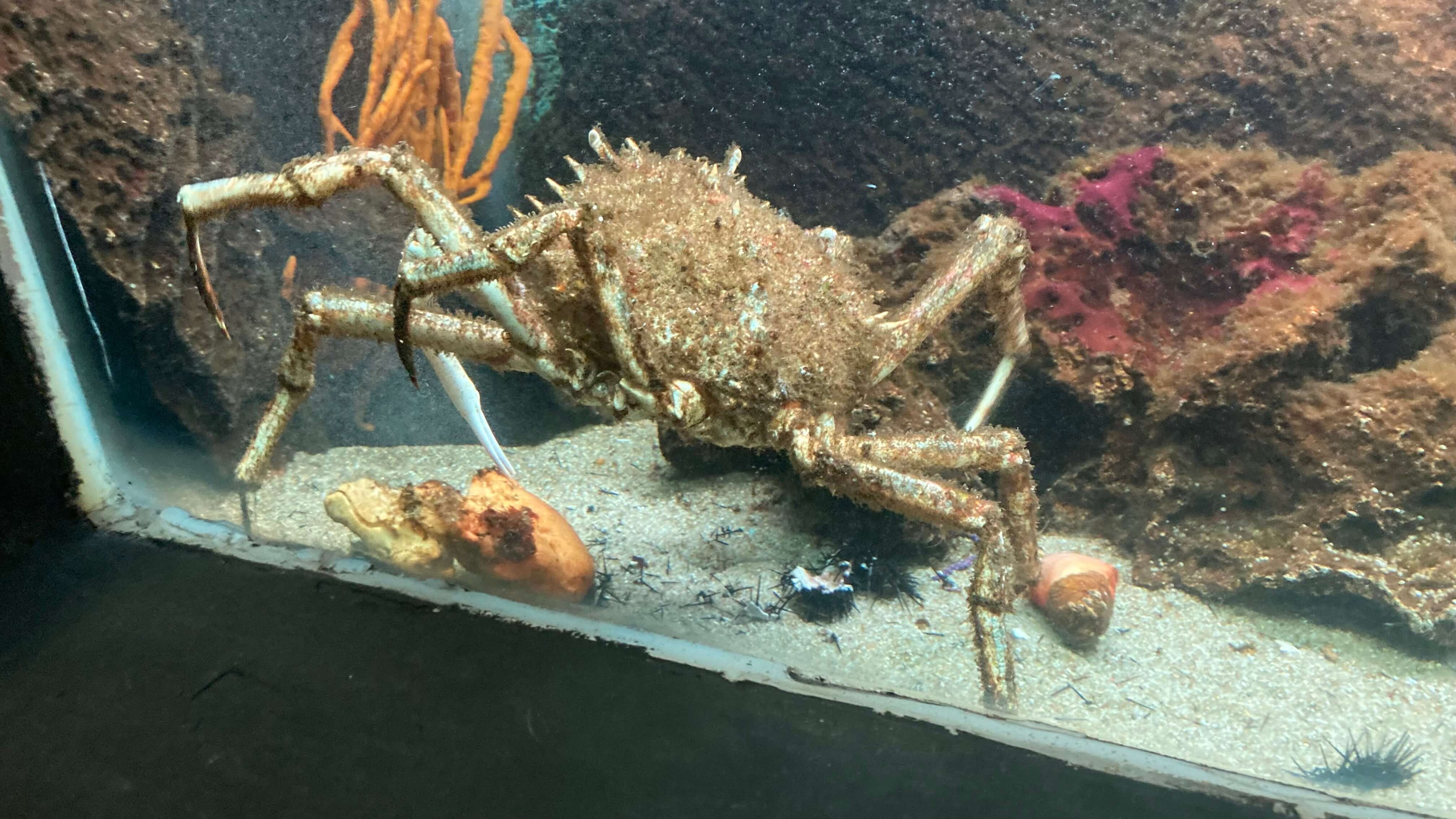 A Crab