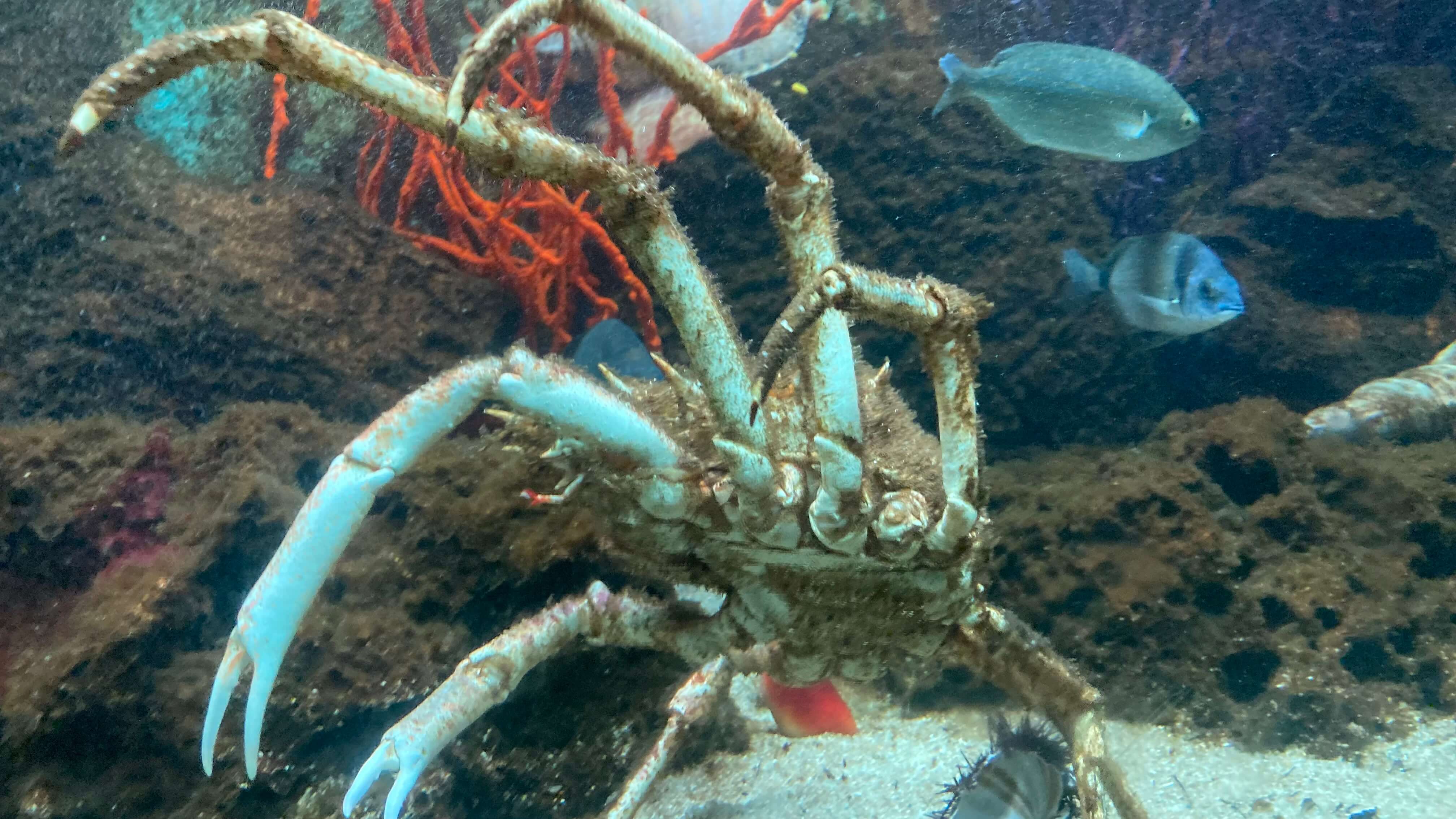 A Crab