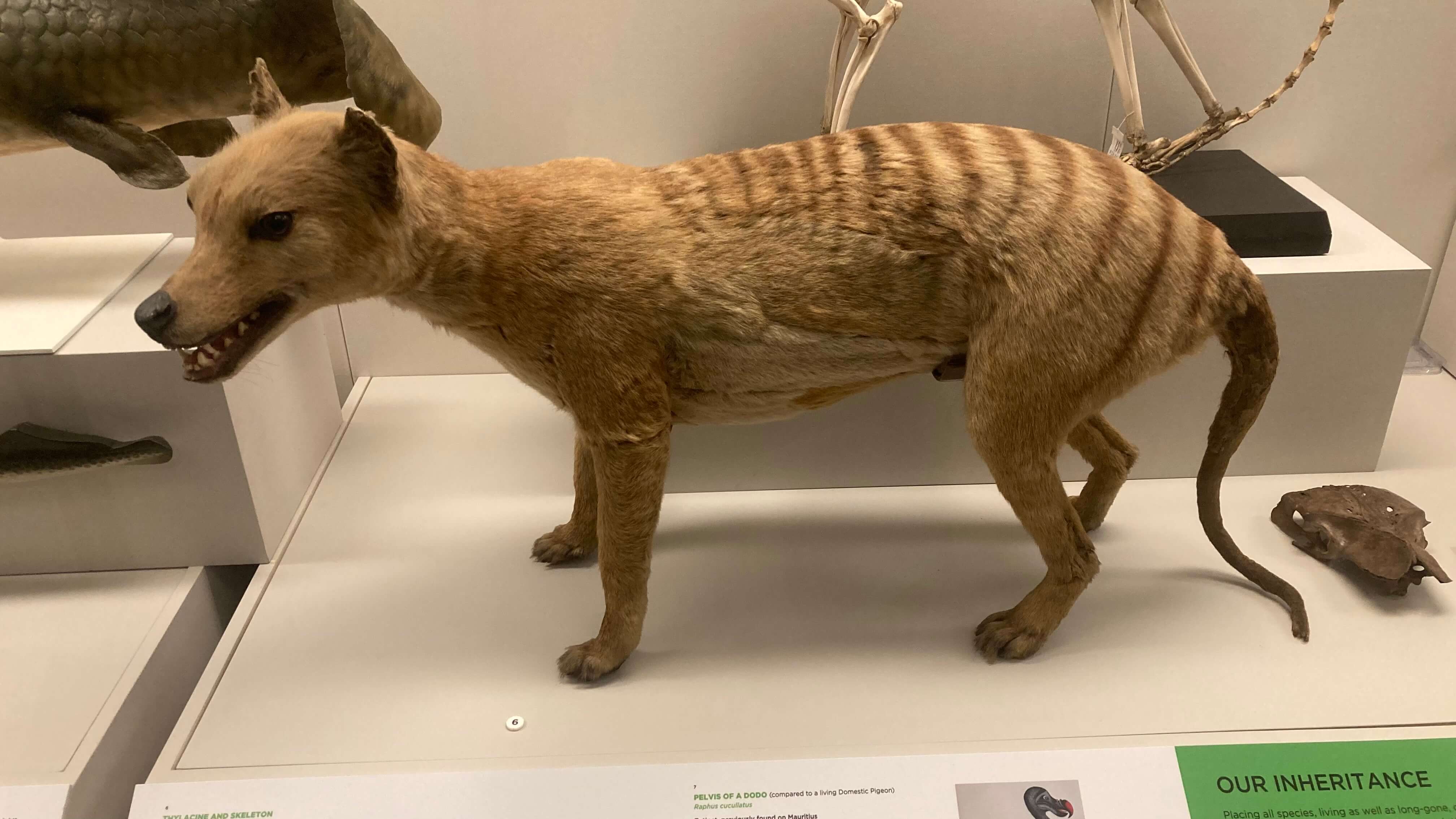 Thylacine/Tasmanian Tiger