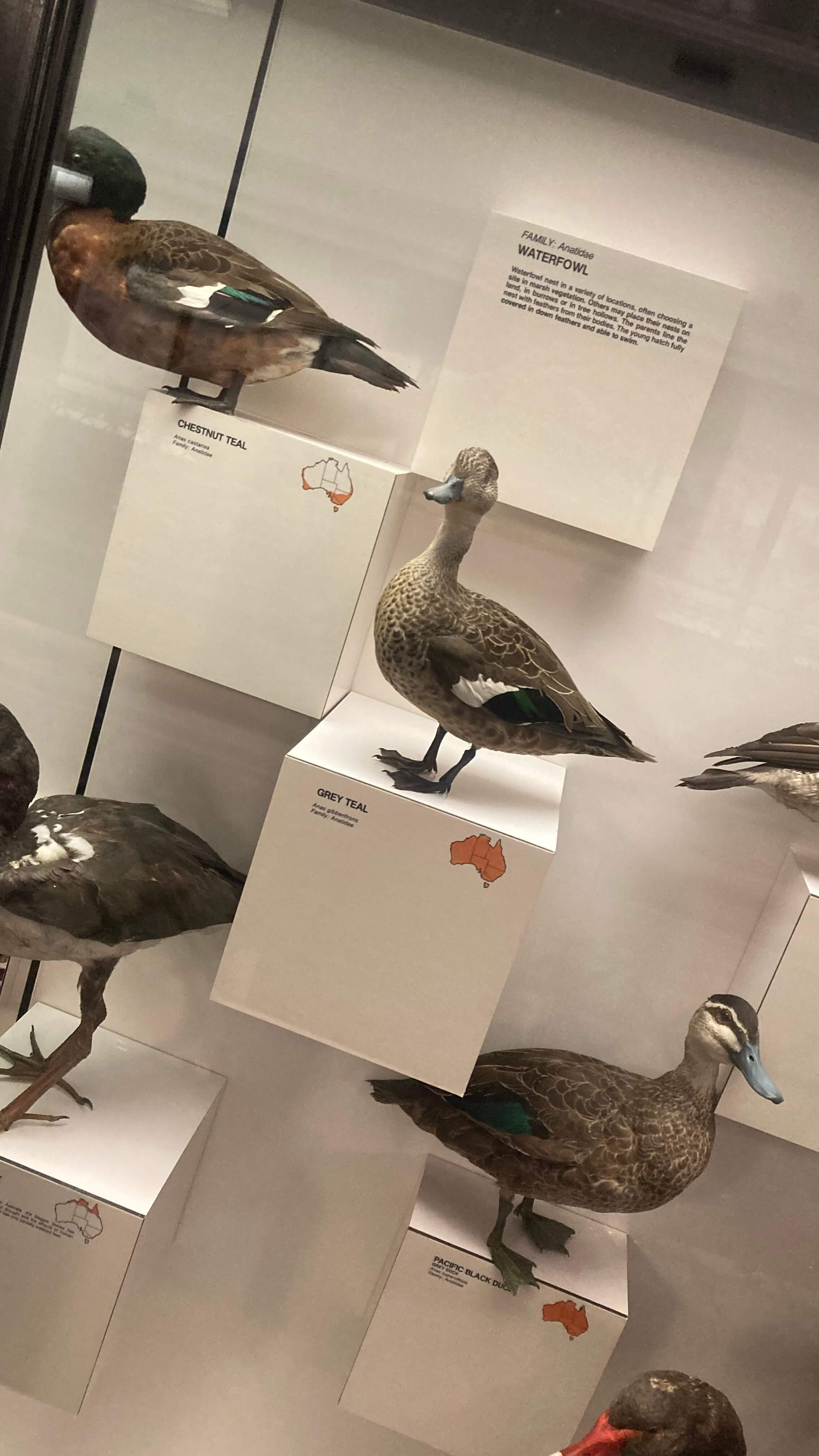 Ducks