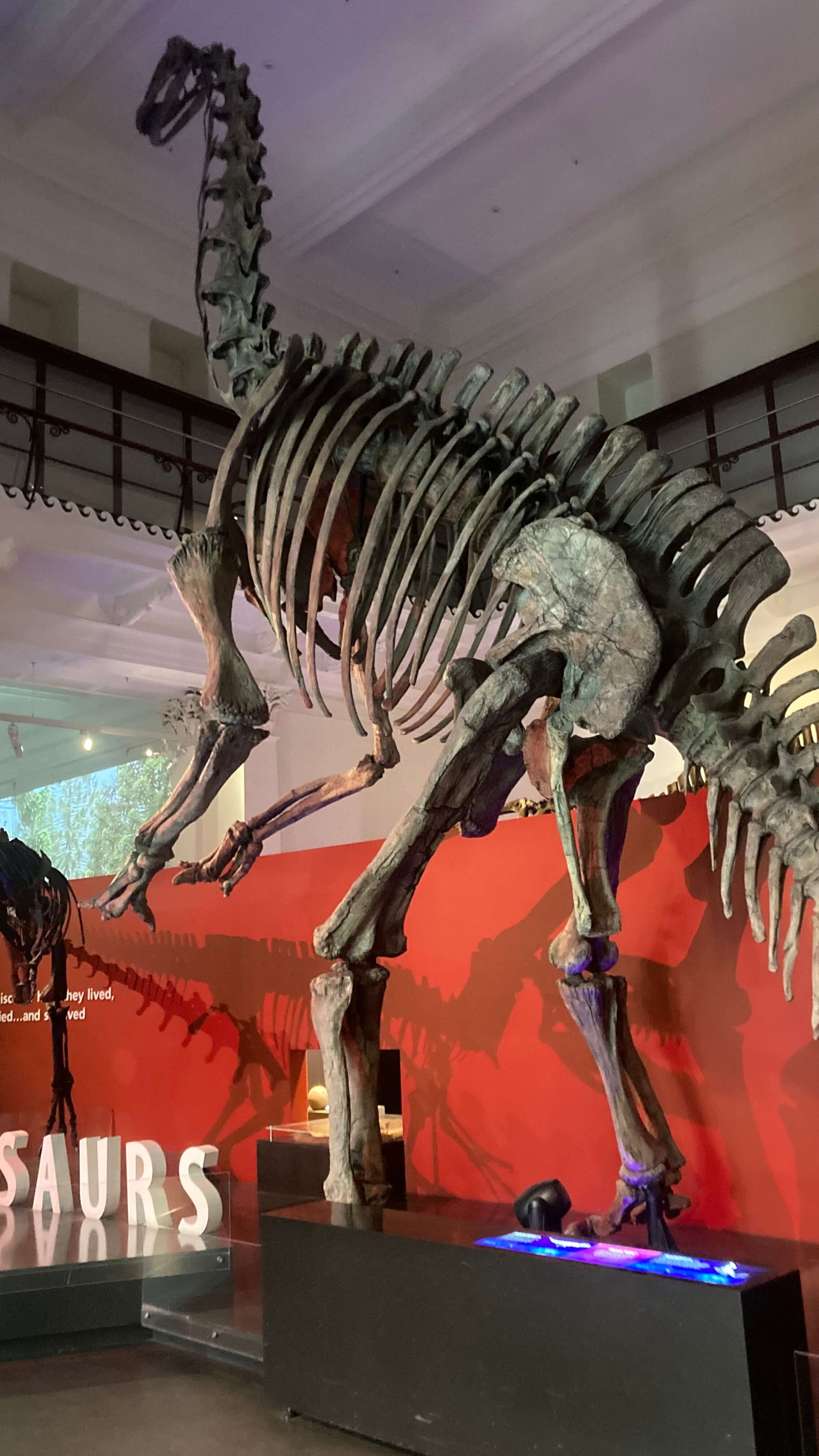Dinosaur Skeleton