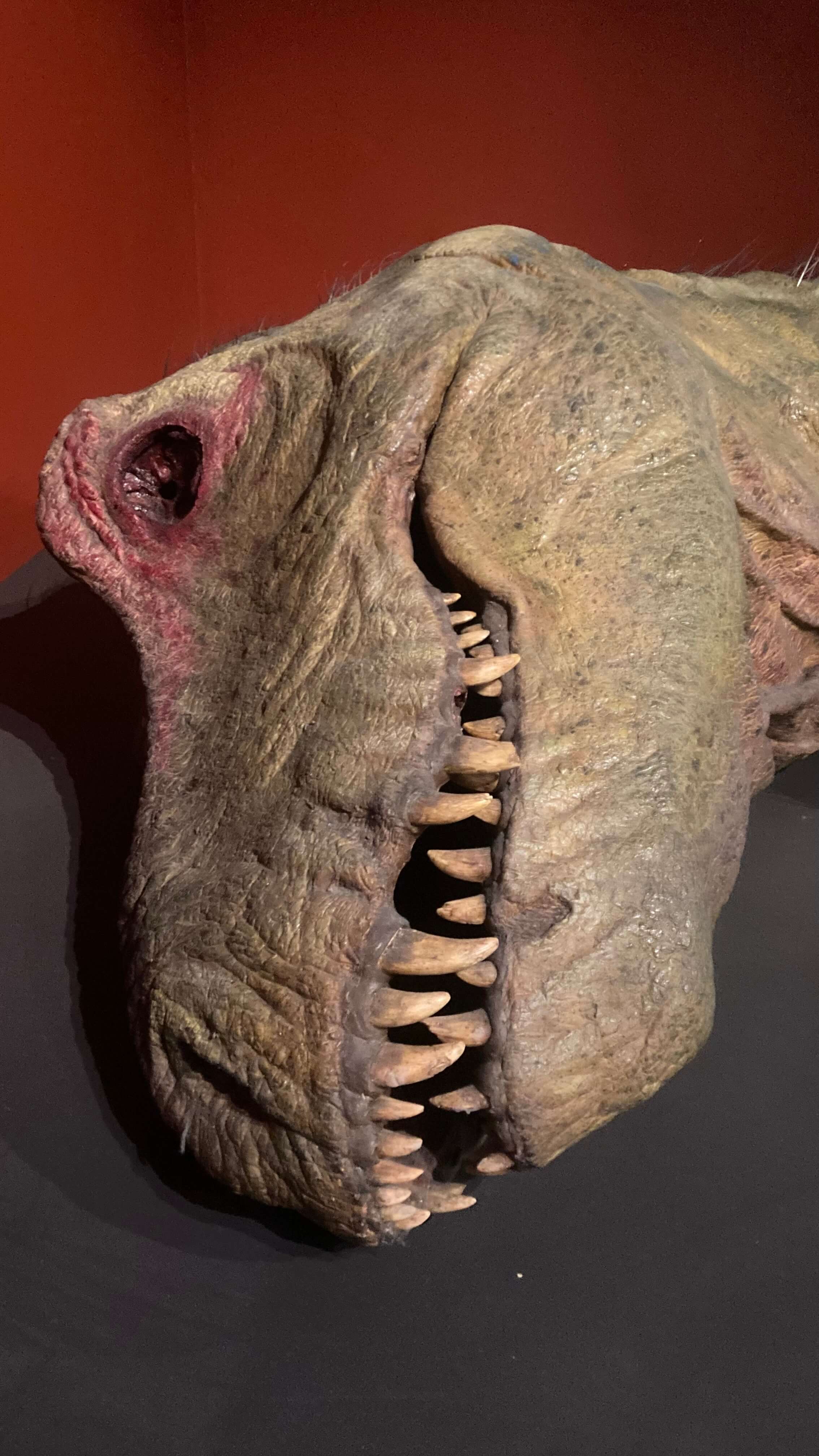 Tyrannosaurus Rex Head