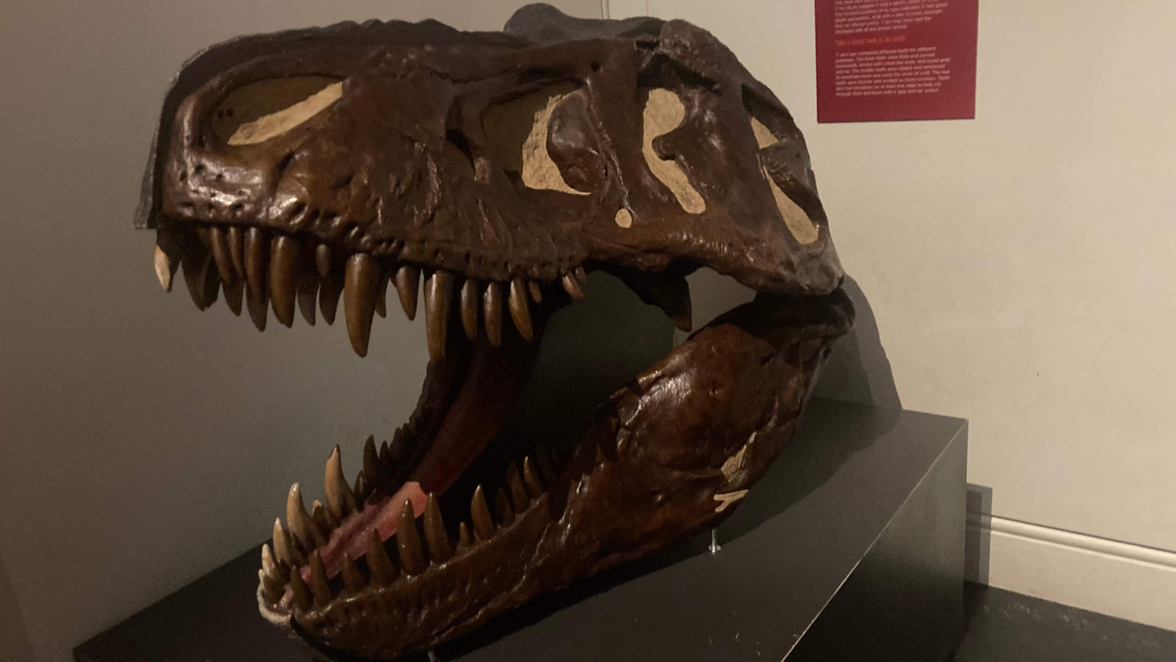Tyrannosaurus Rex Skull