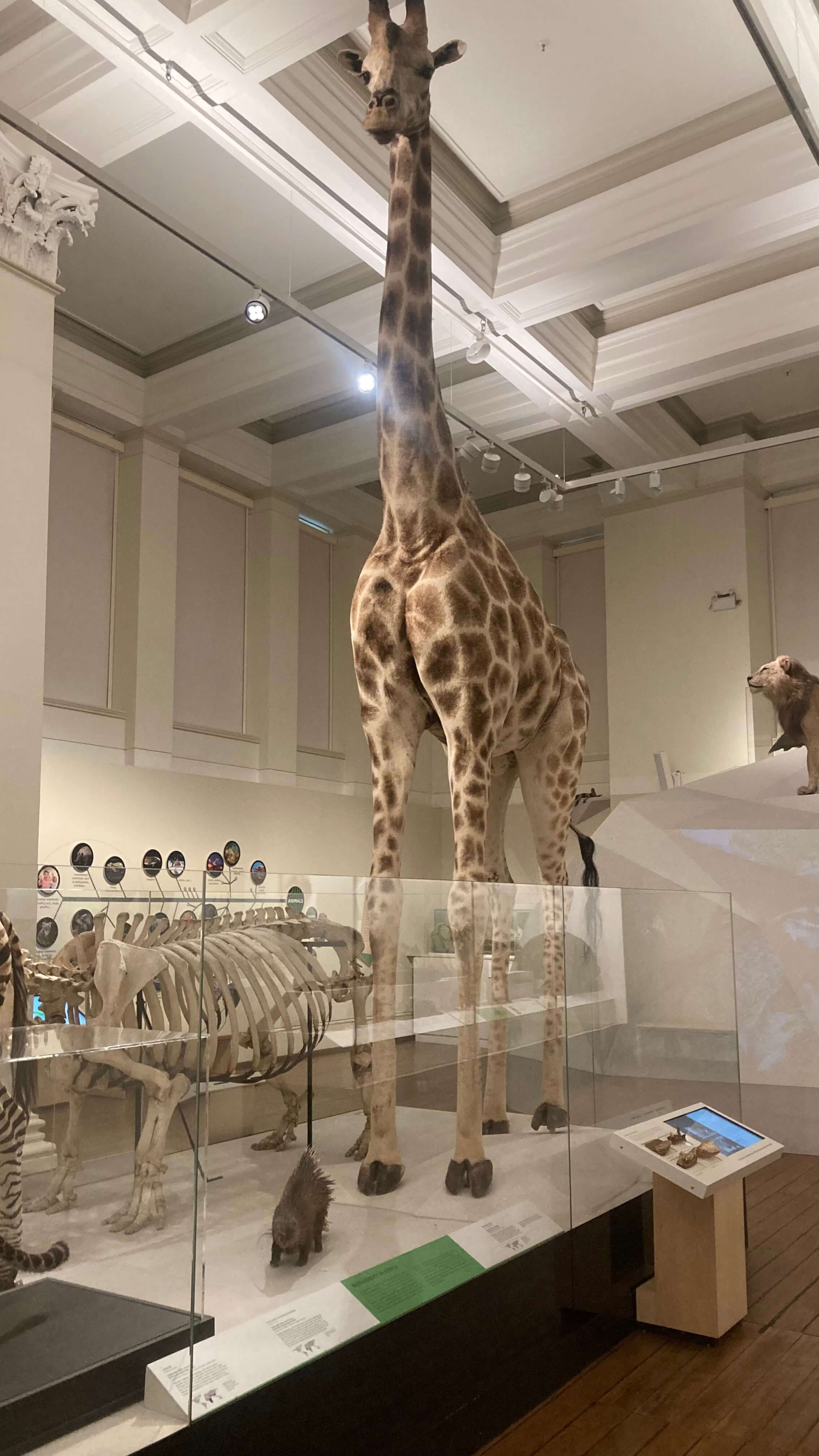 Giraffe