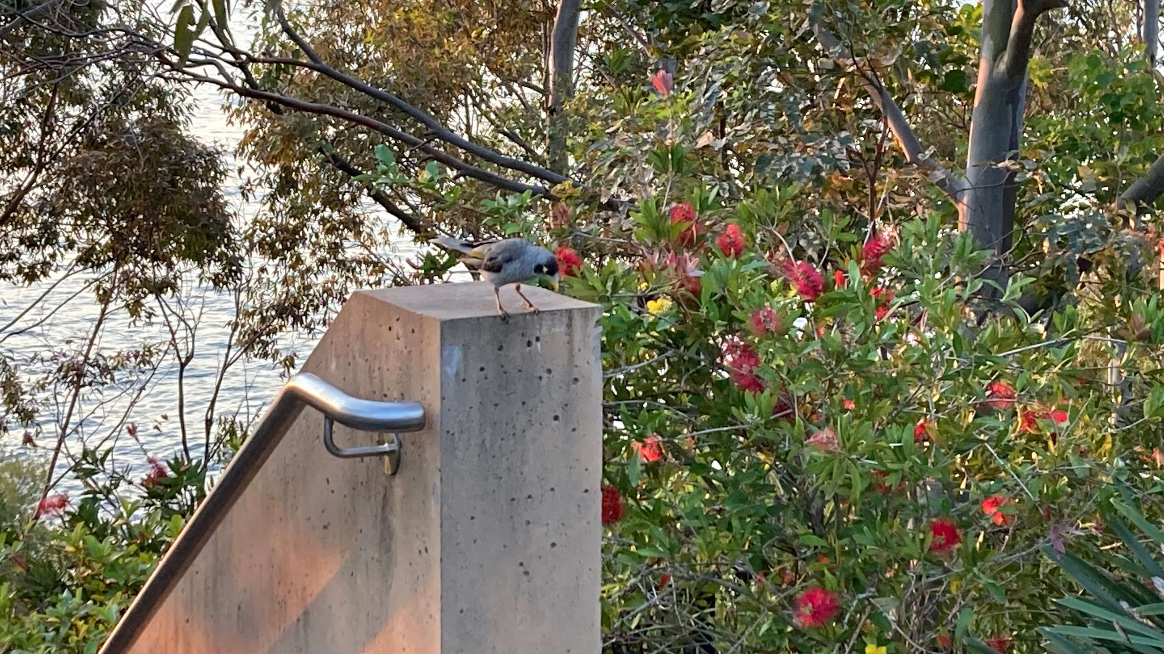 A Bird