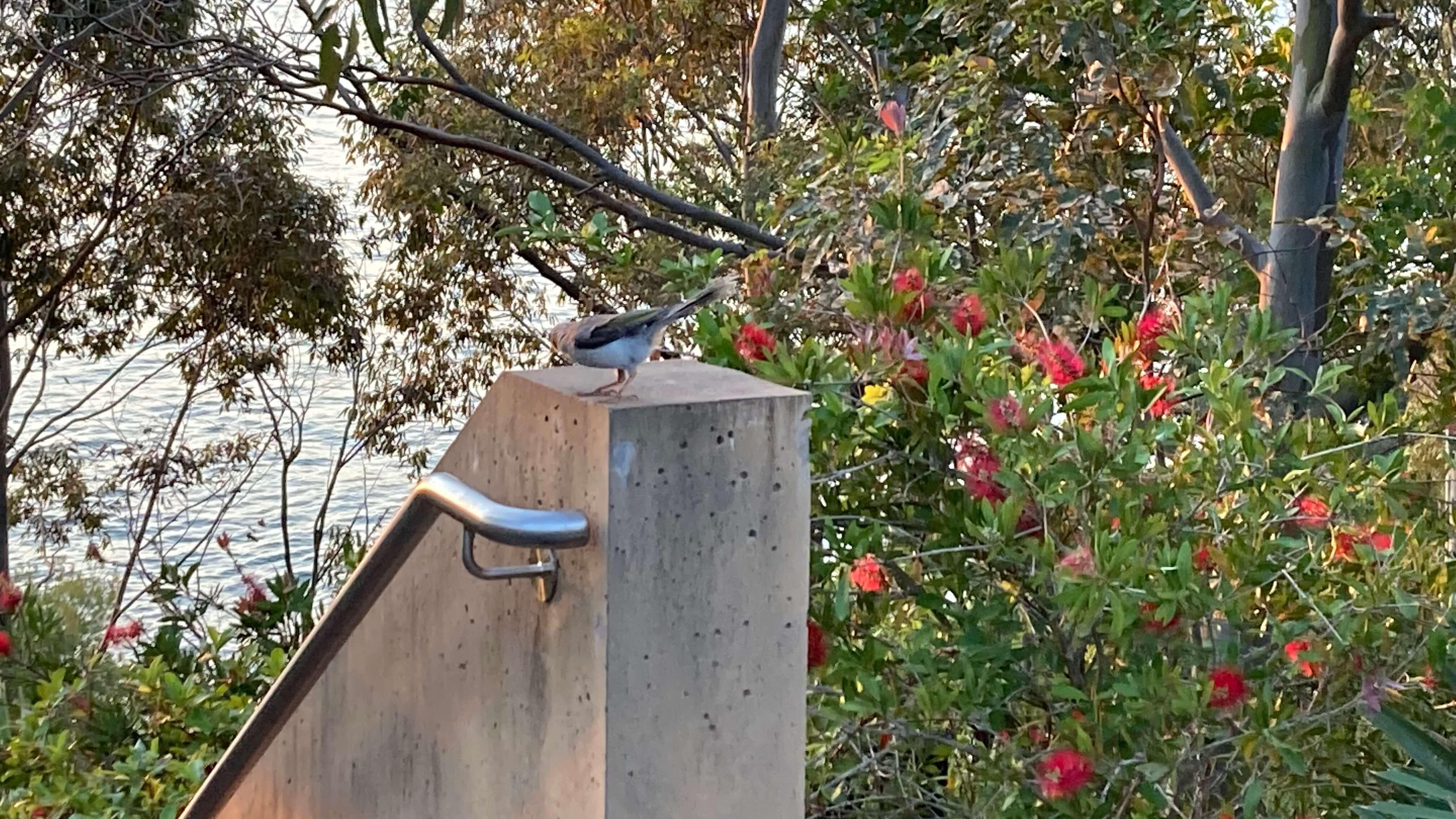 Bird Again