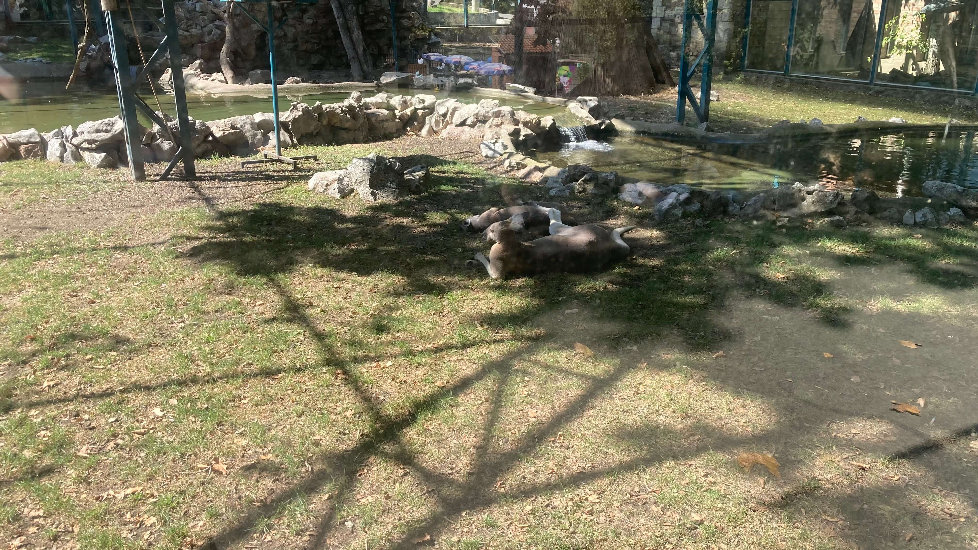 Kangaroos