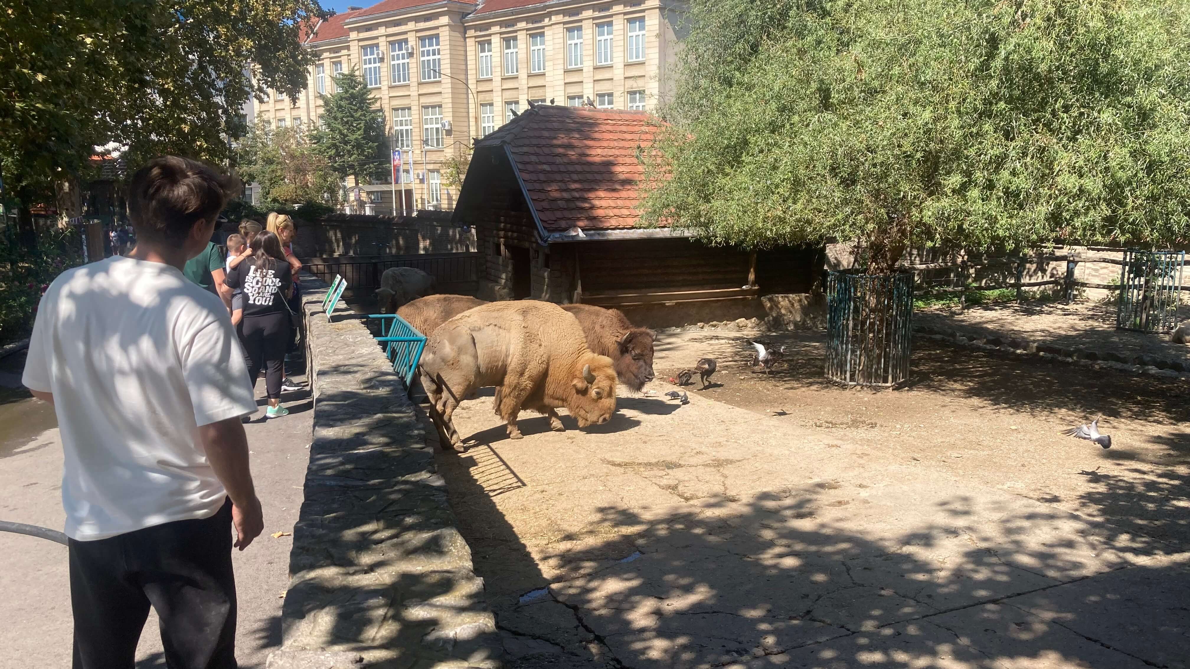 European Bison