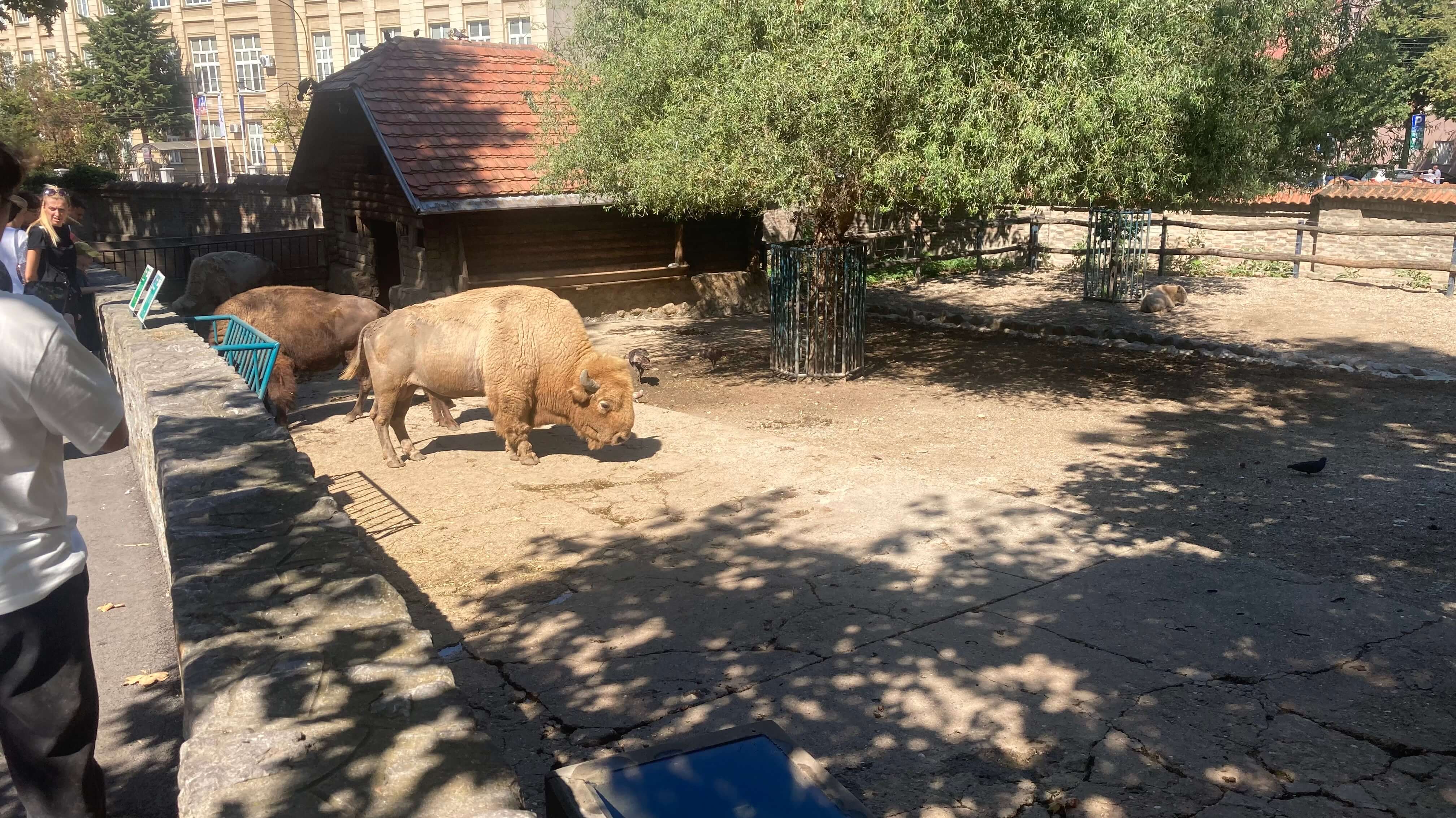 European Bison