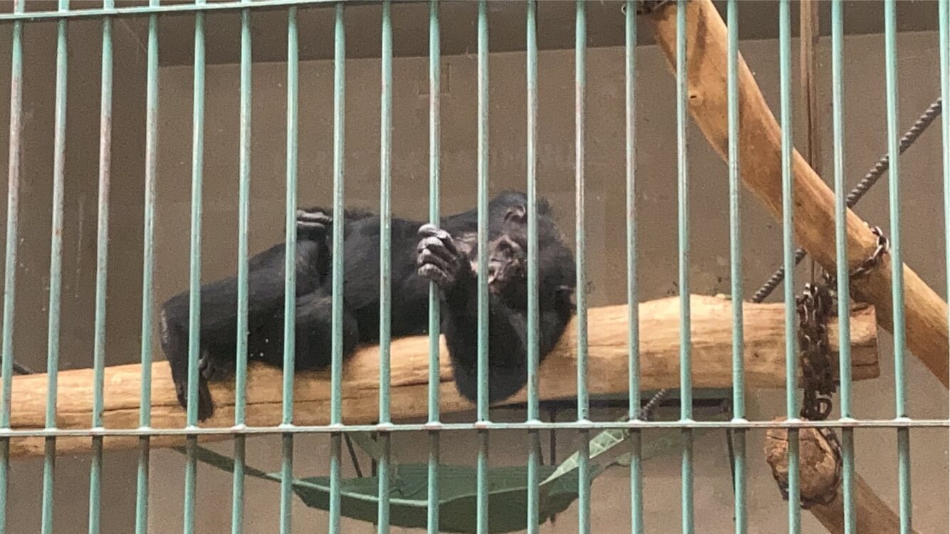 Chimpanzee