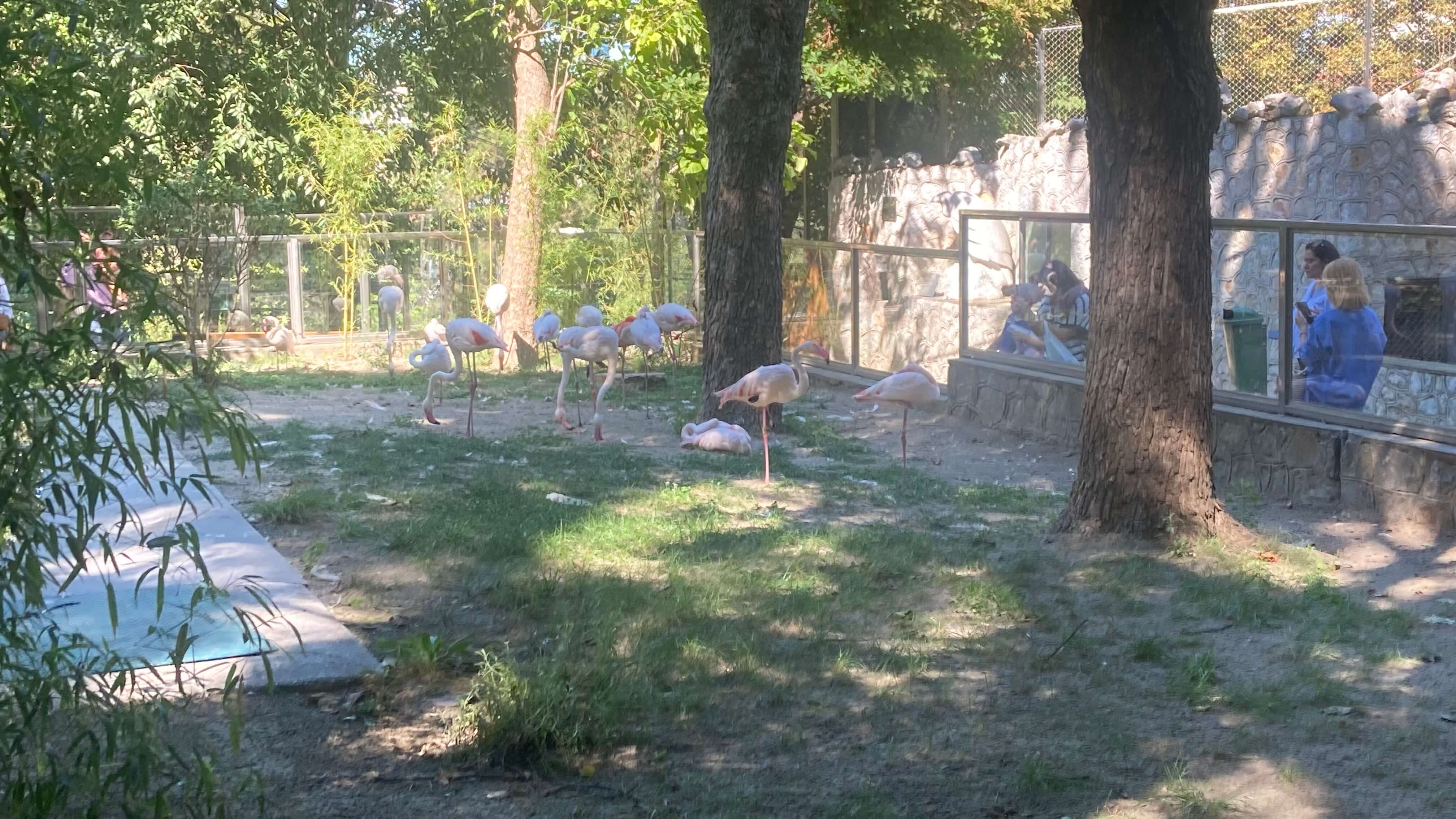 Flamingos