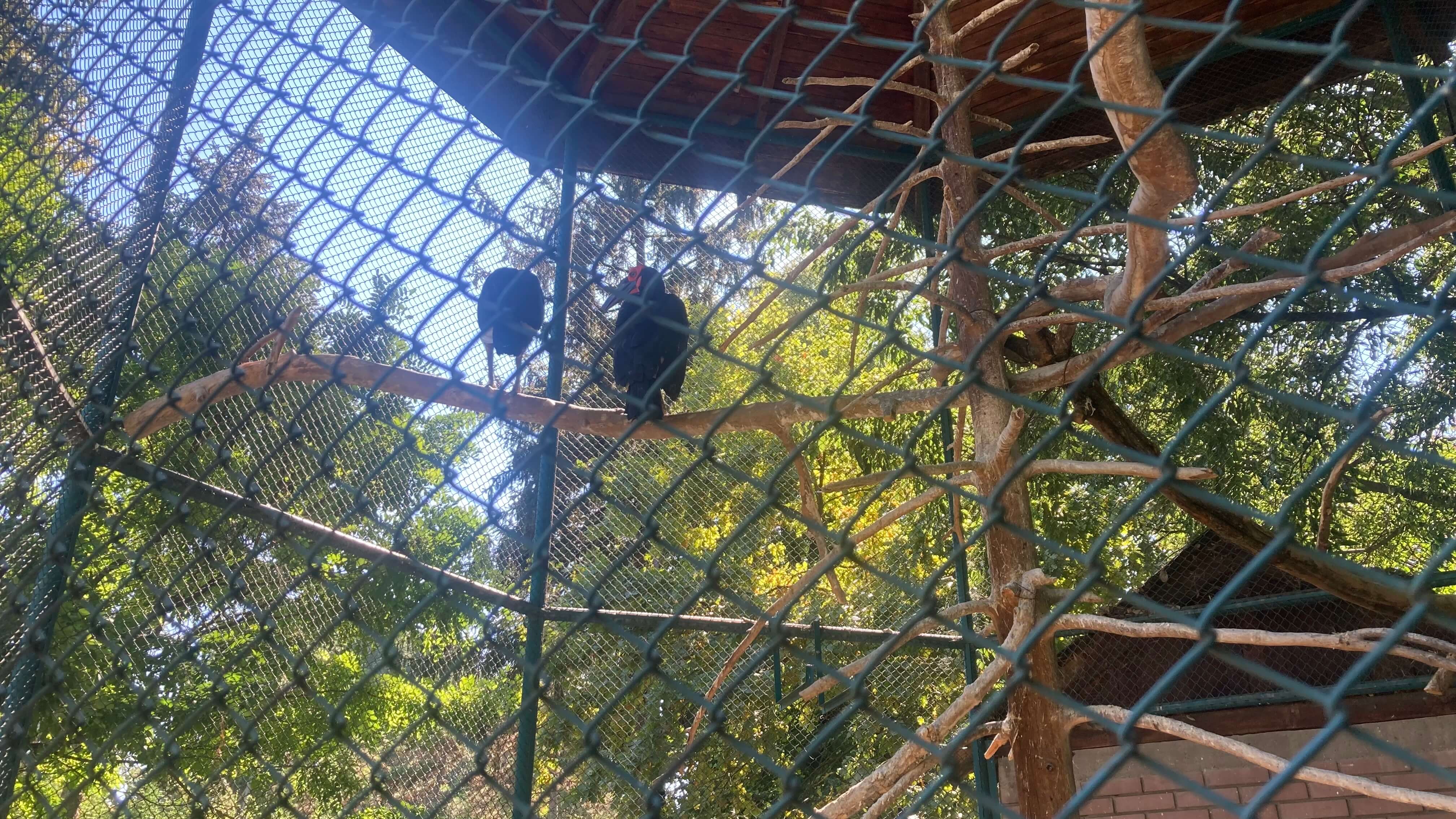 Birds