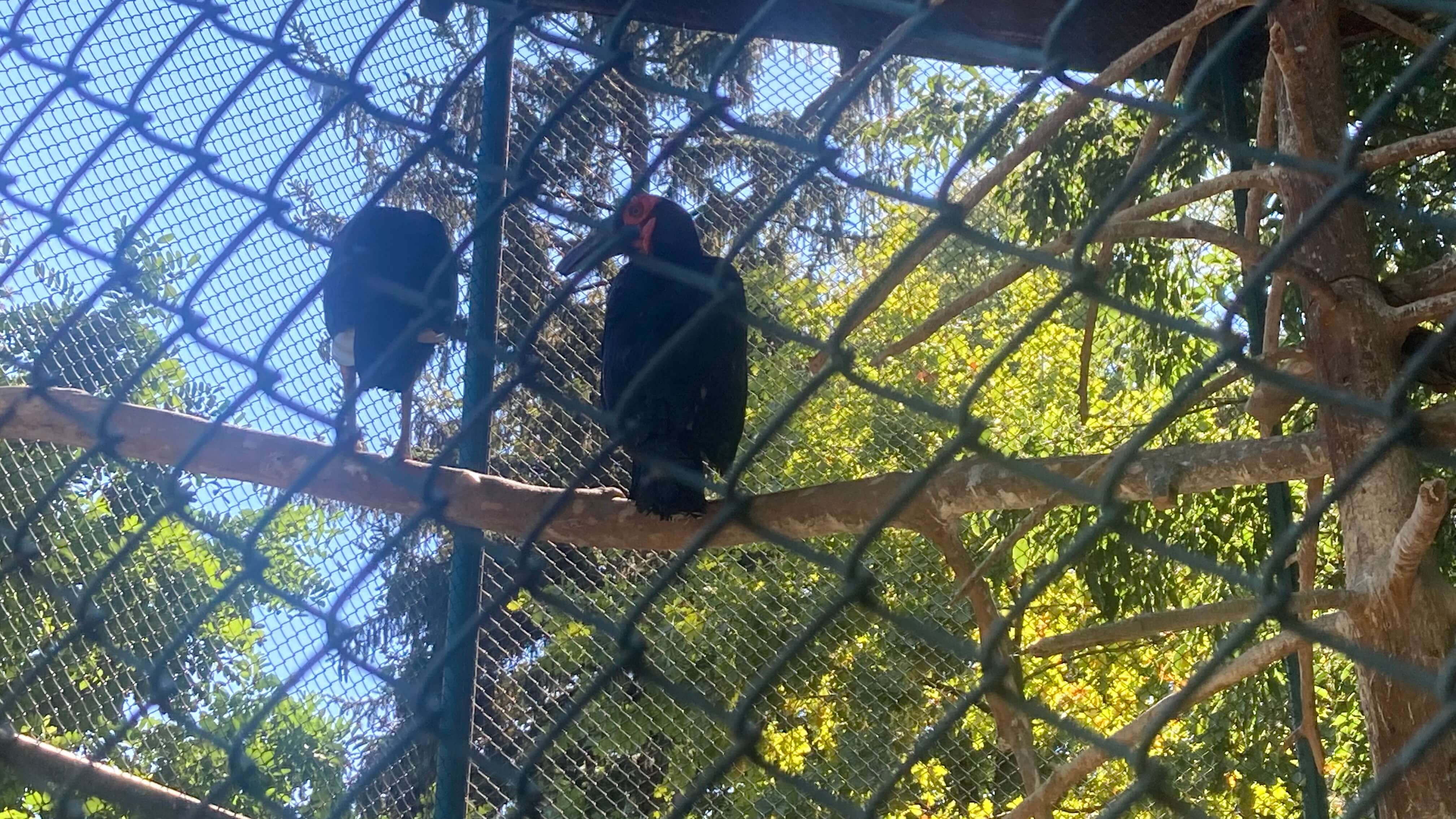 Birds