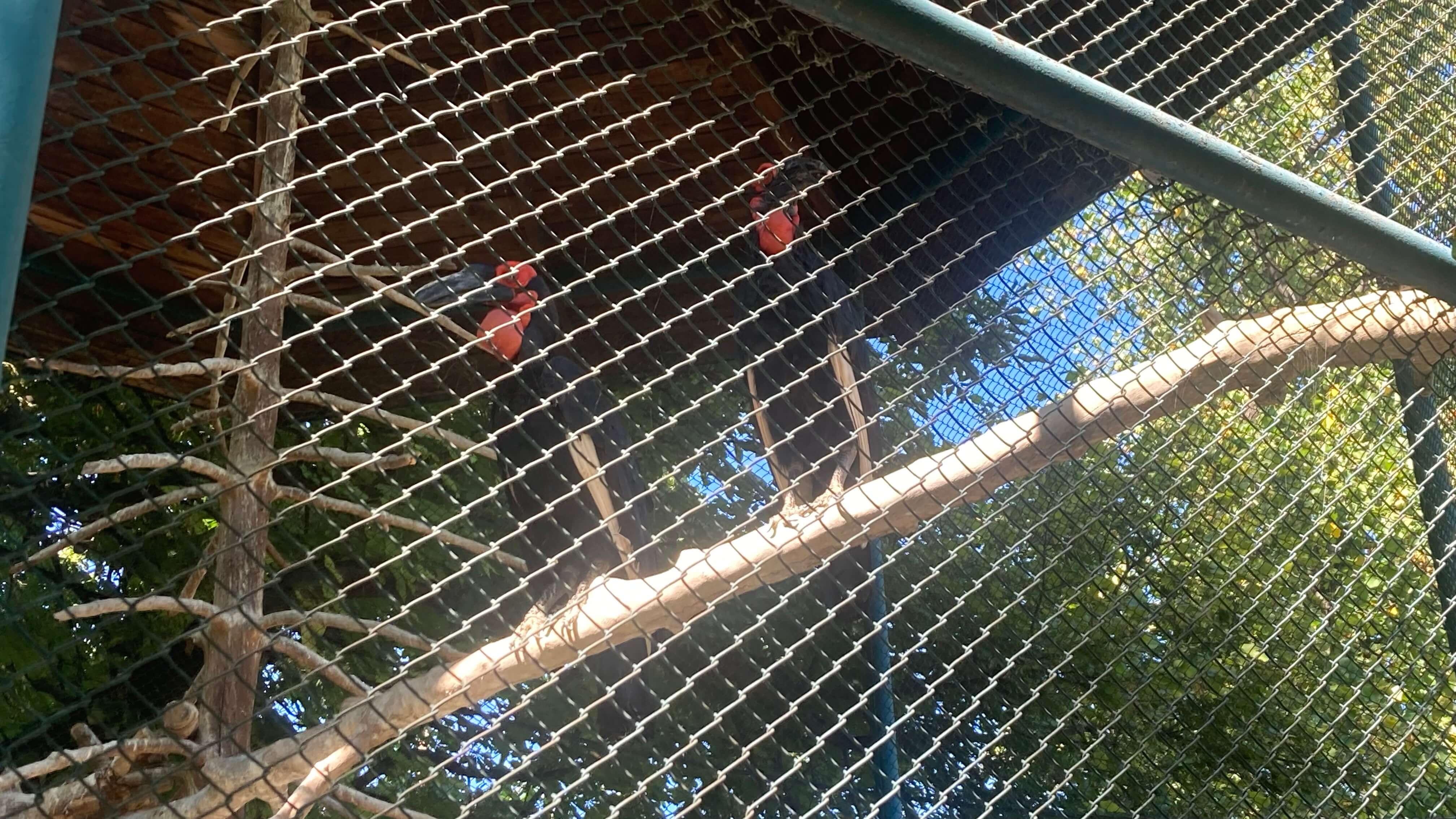 Birds