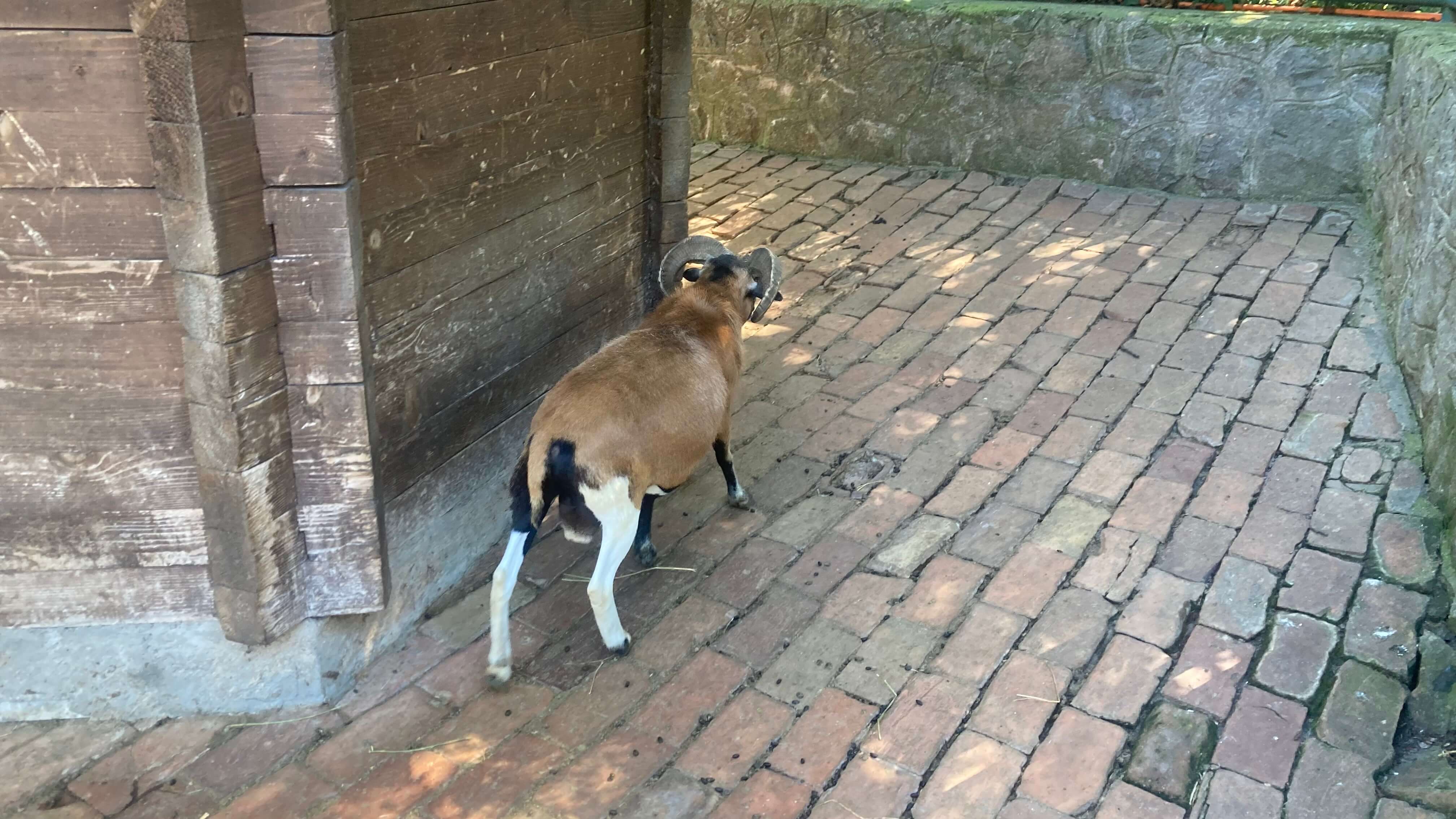 West African Dwarf Sheep