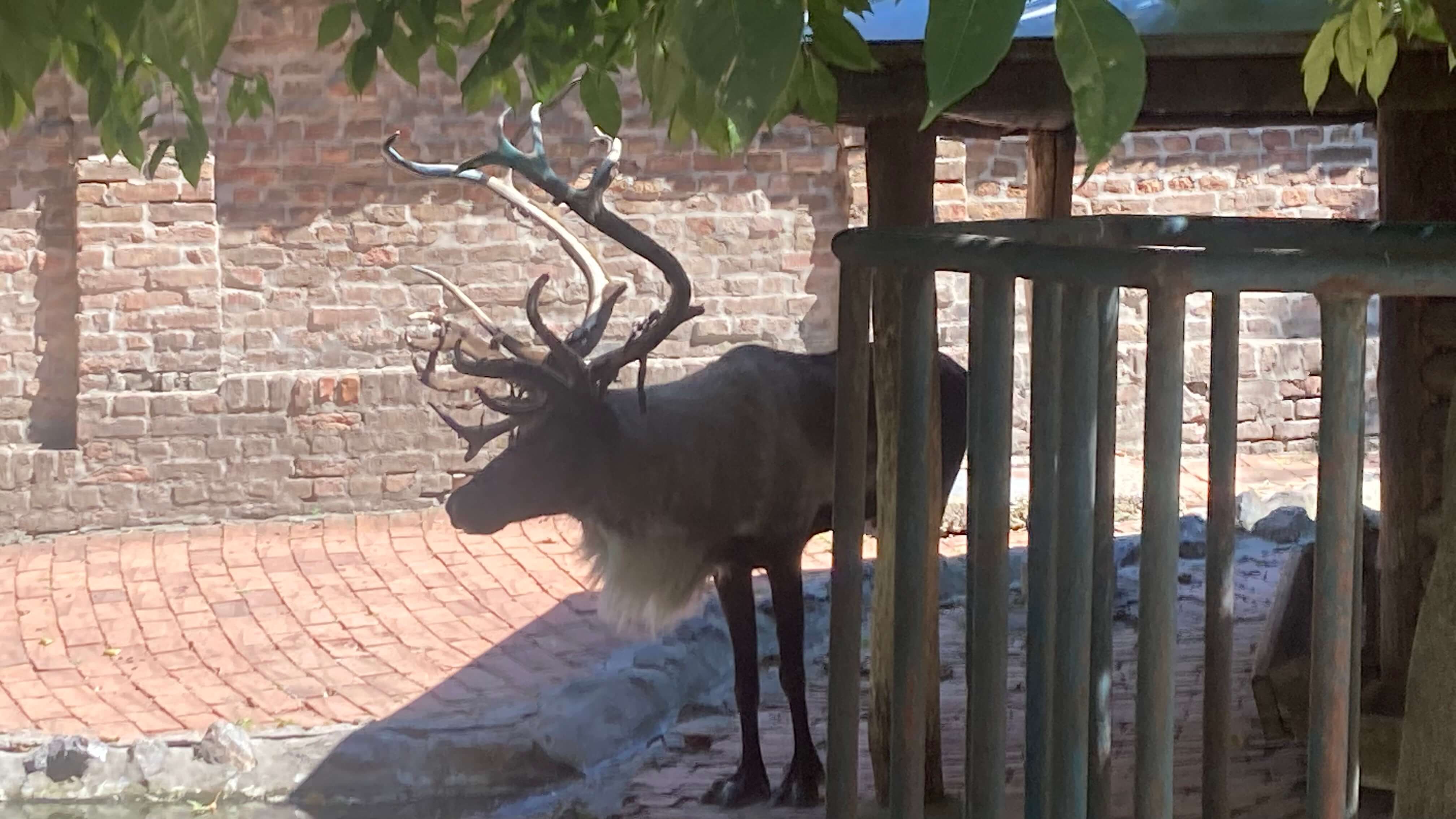Reindeer