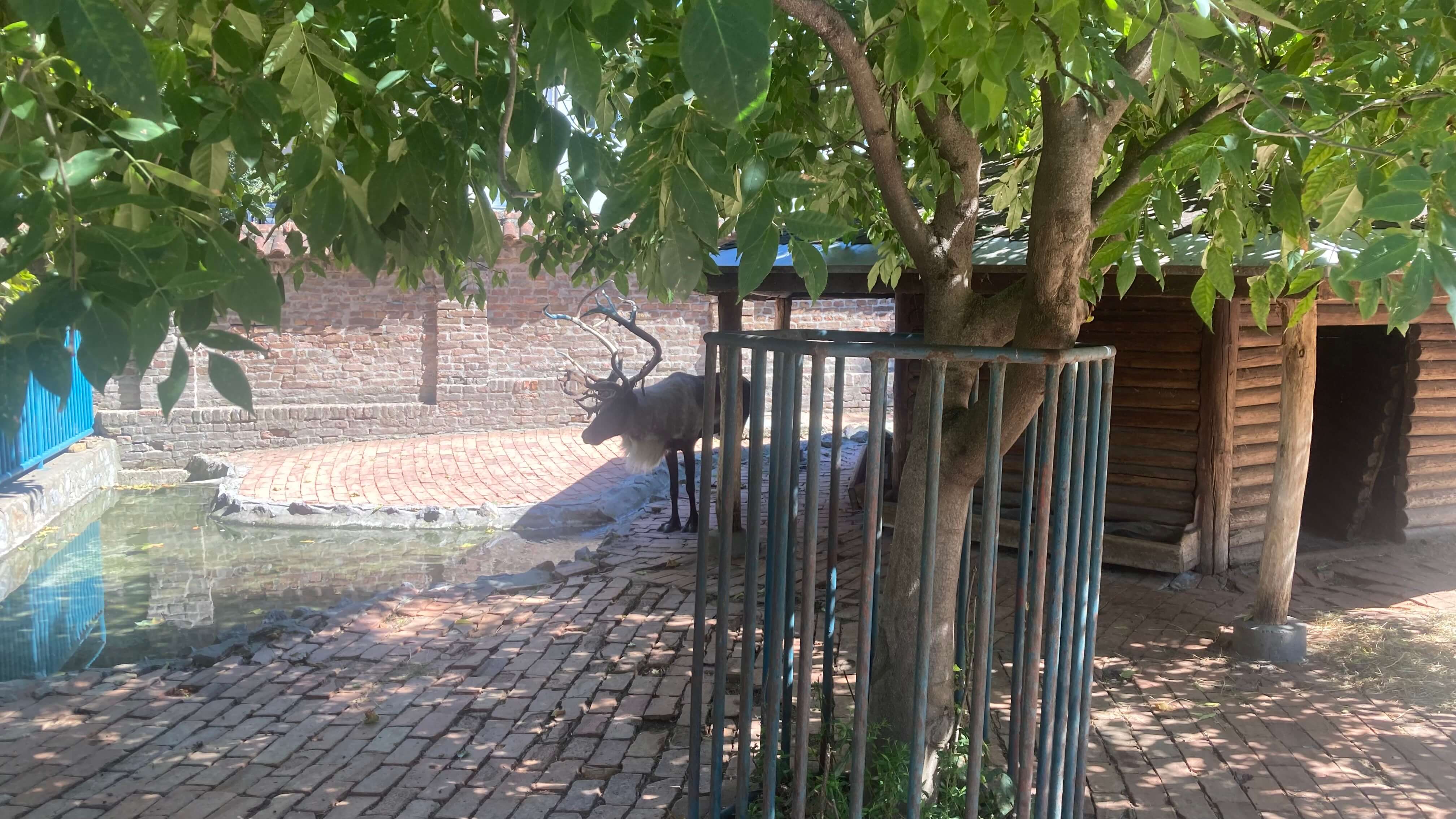 Reindeer