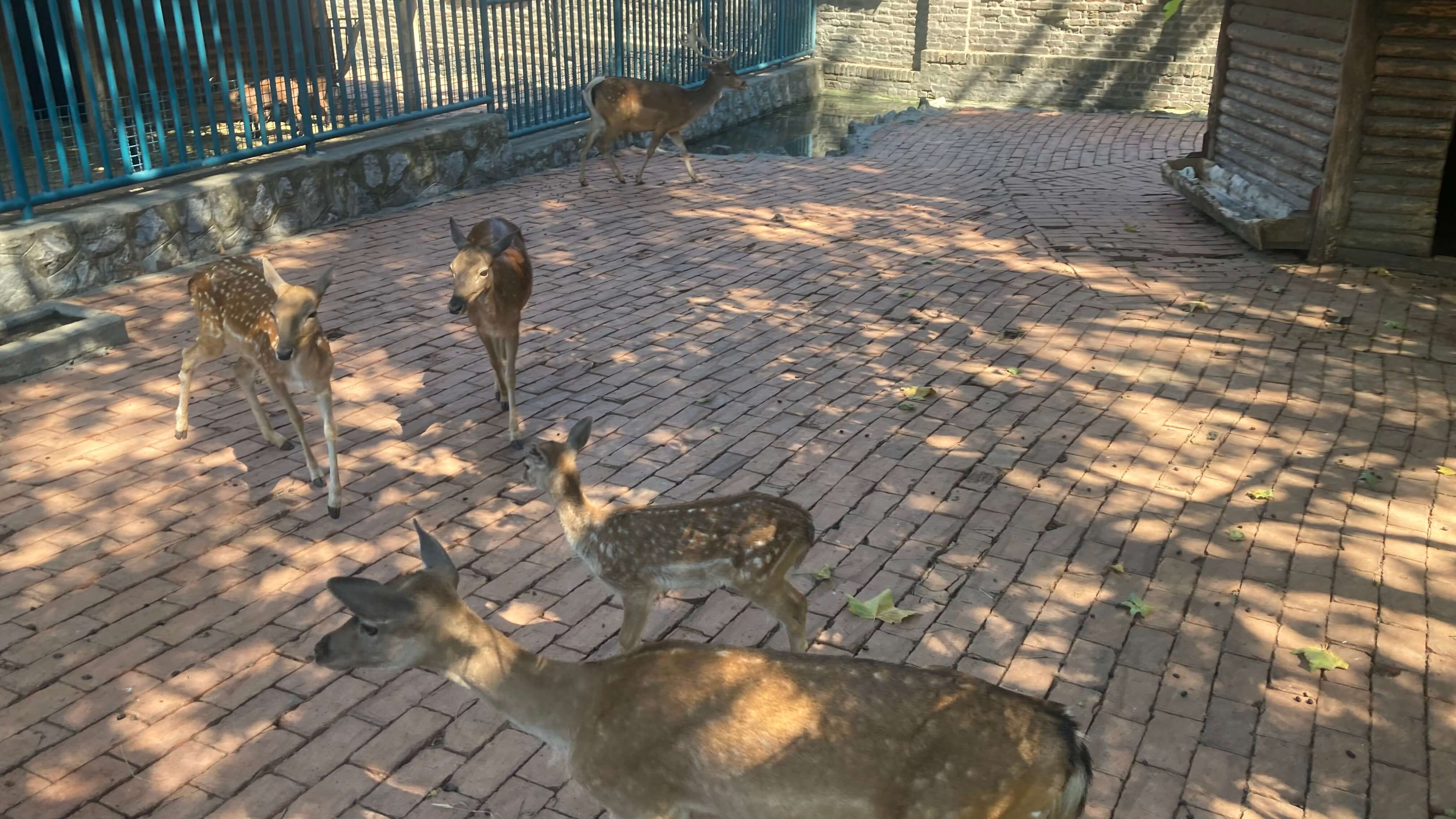 Deer