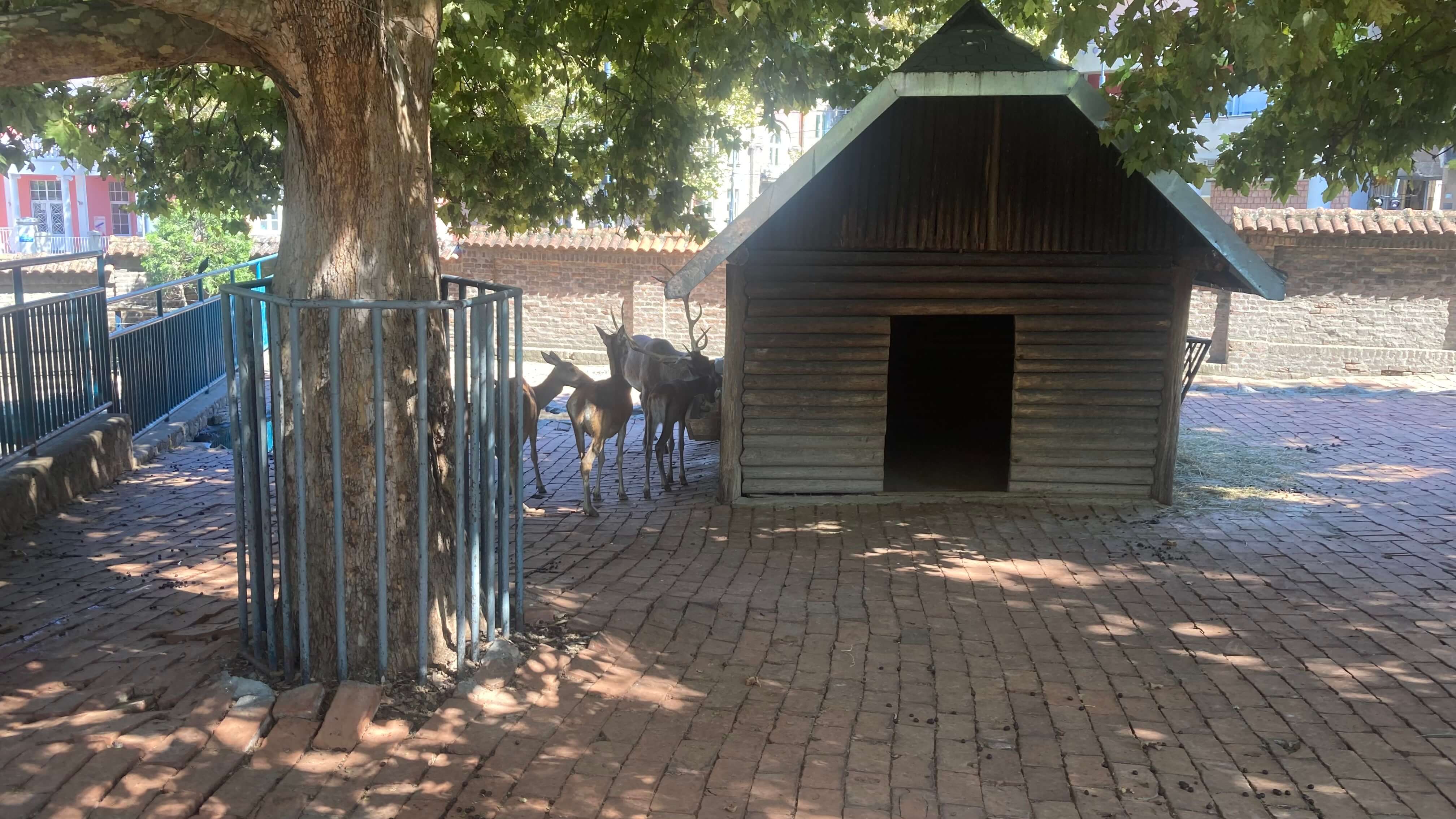 Deer