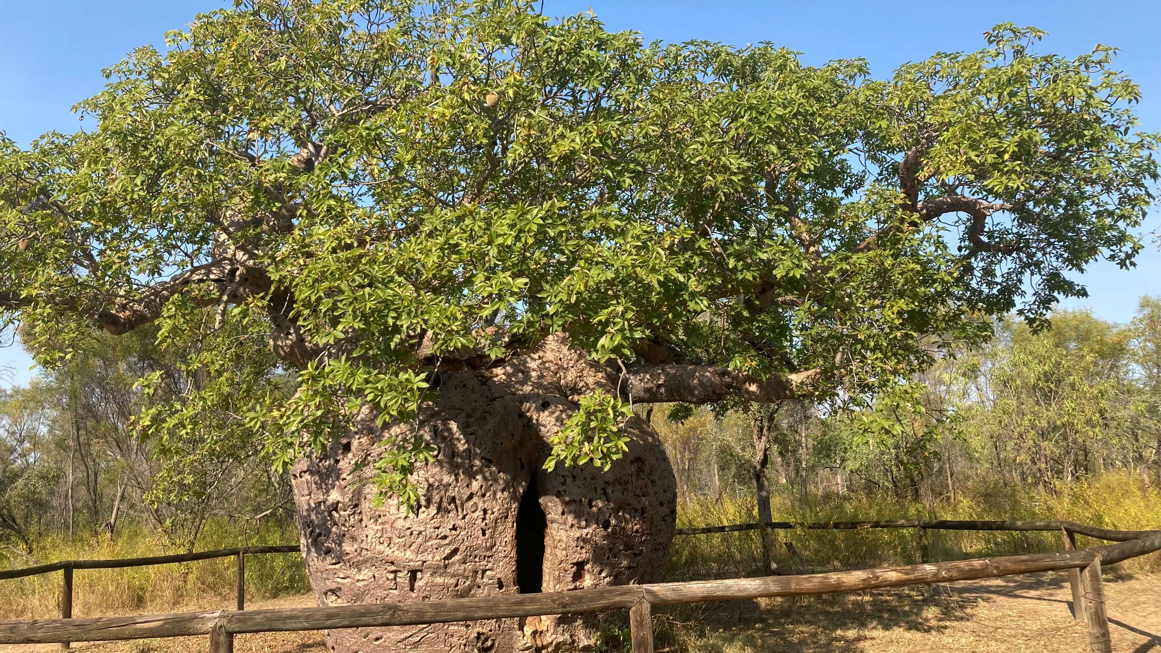 The Tree
