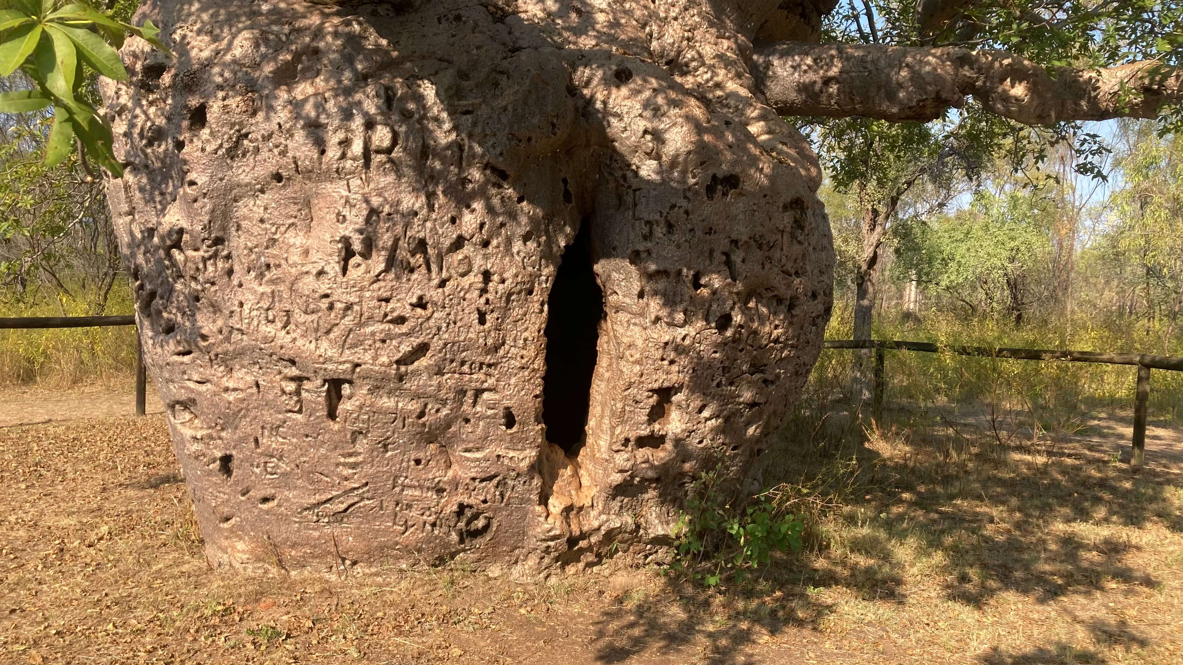 The Tree