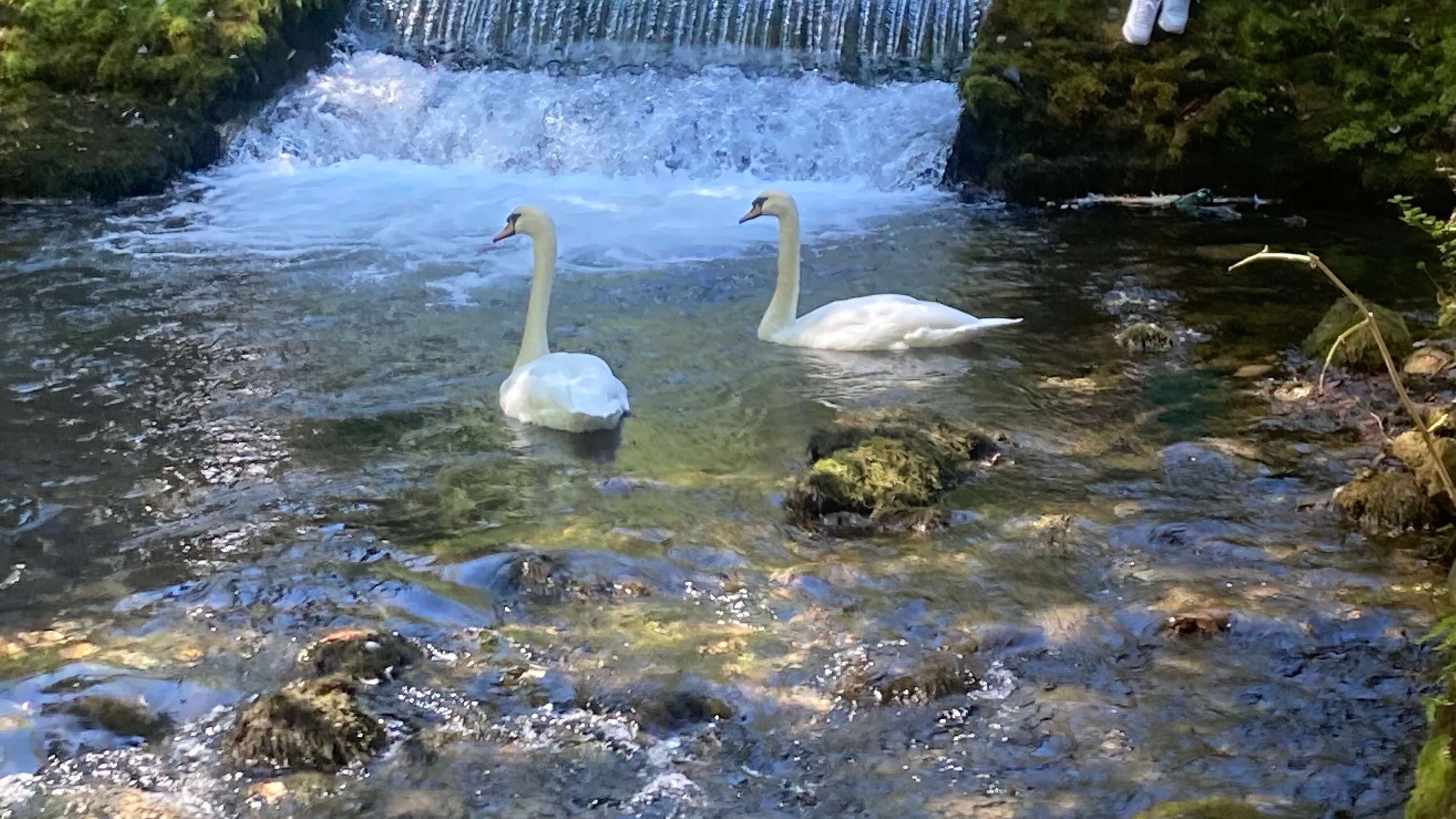 Swans