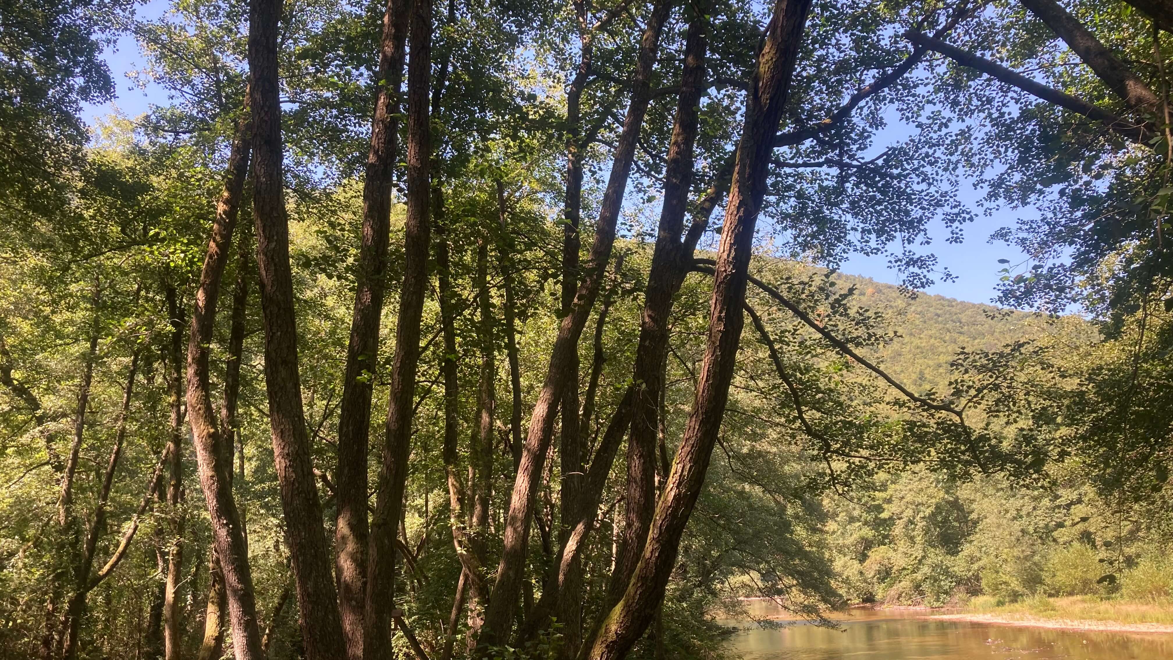 Trees